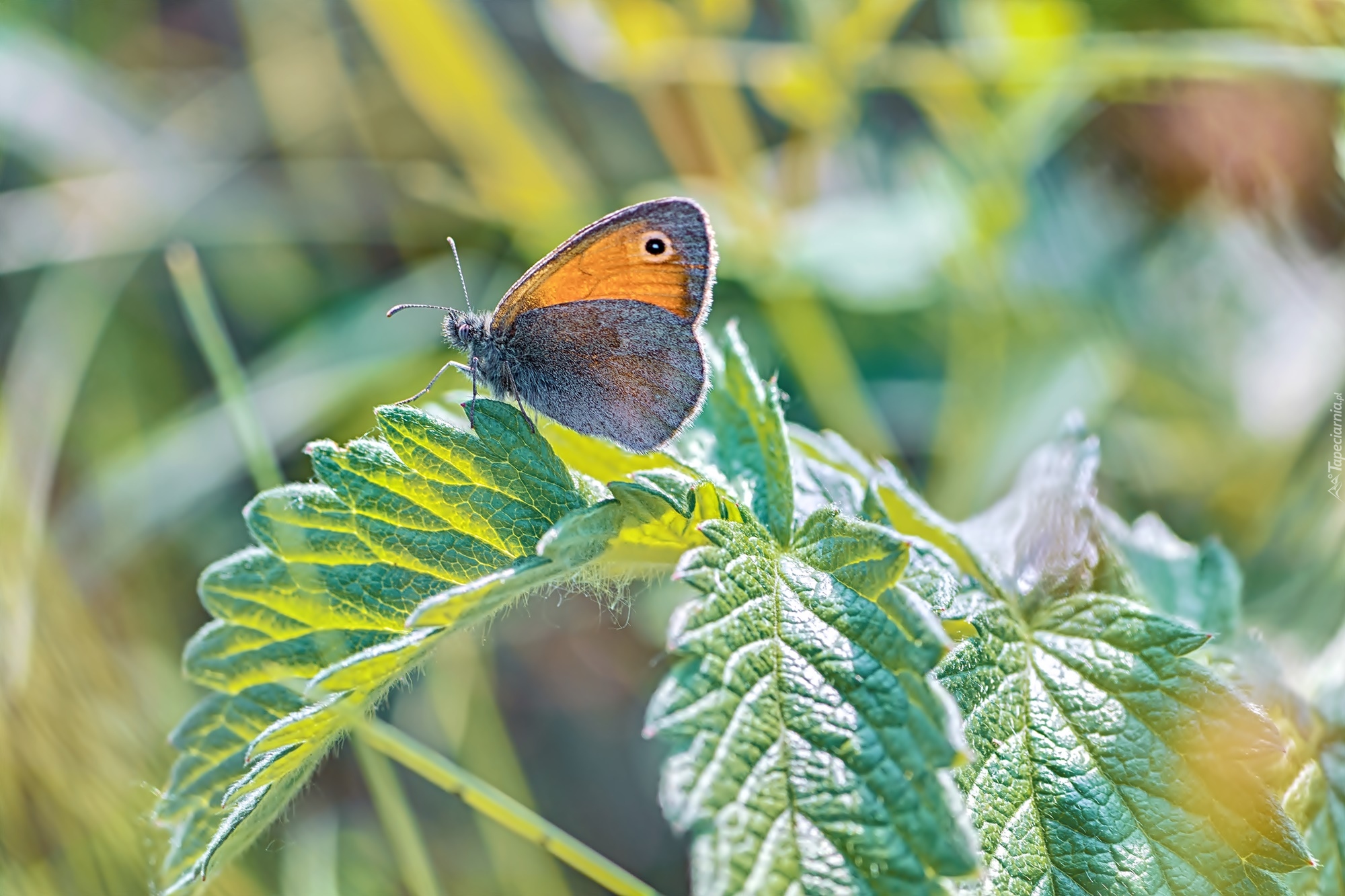 Motyl, Strzępotek ruczajnik, Roślina, Liście