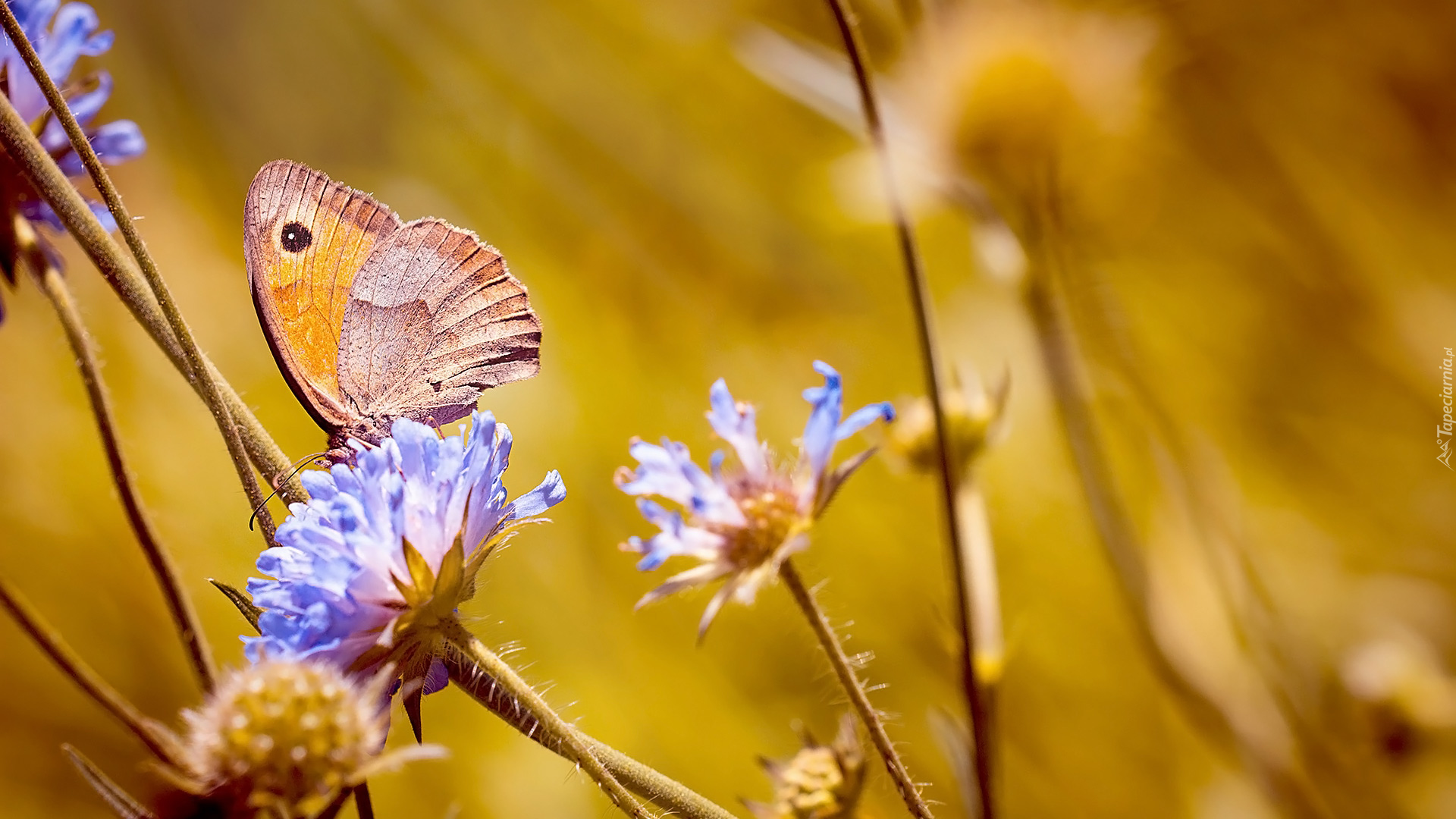 Motyl, Strzępotek ruczajnik, Kwiaty