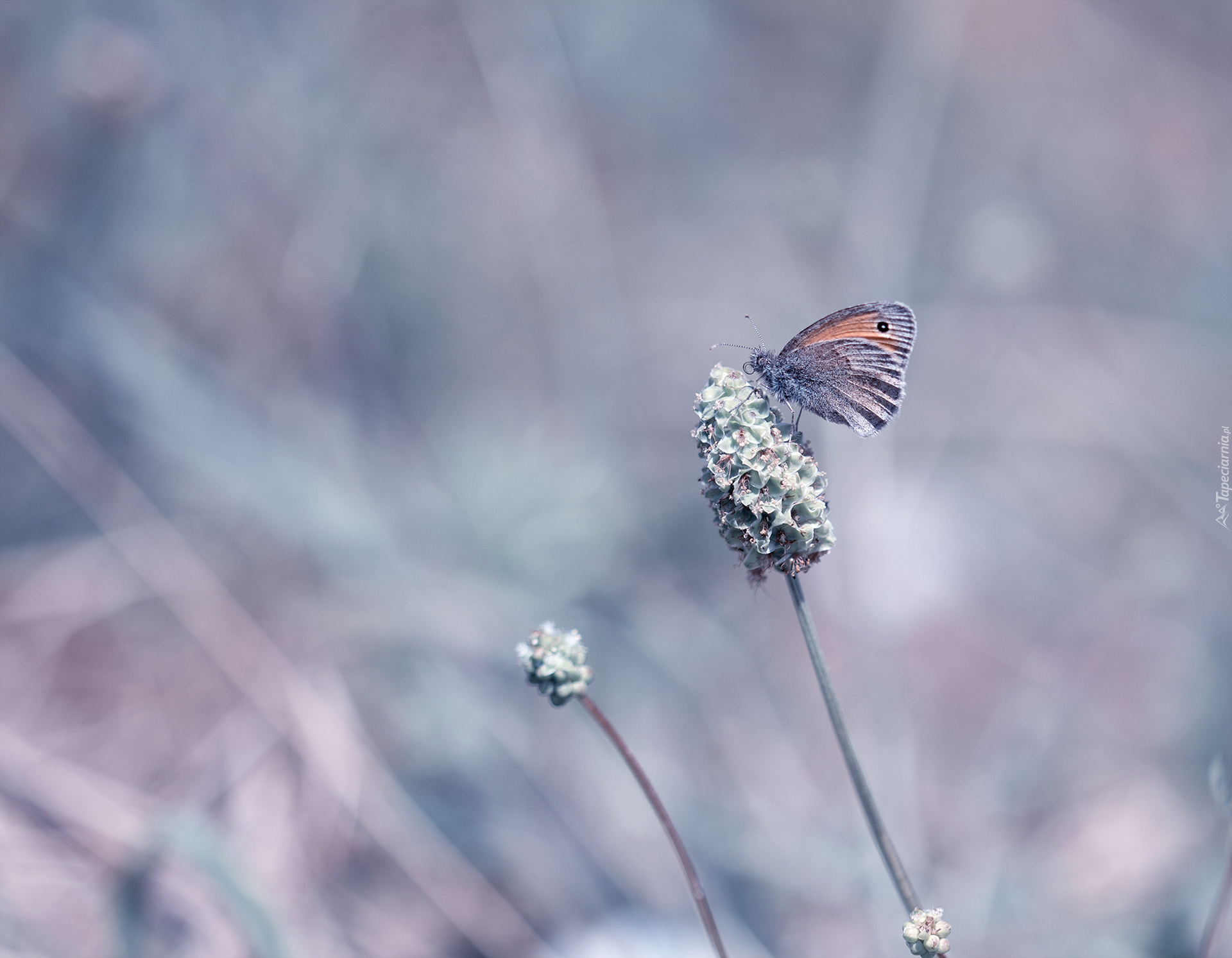 Motyl, Strzępotek ruczajnik, Roślina