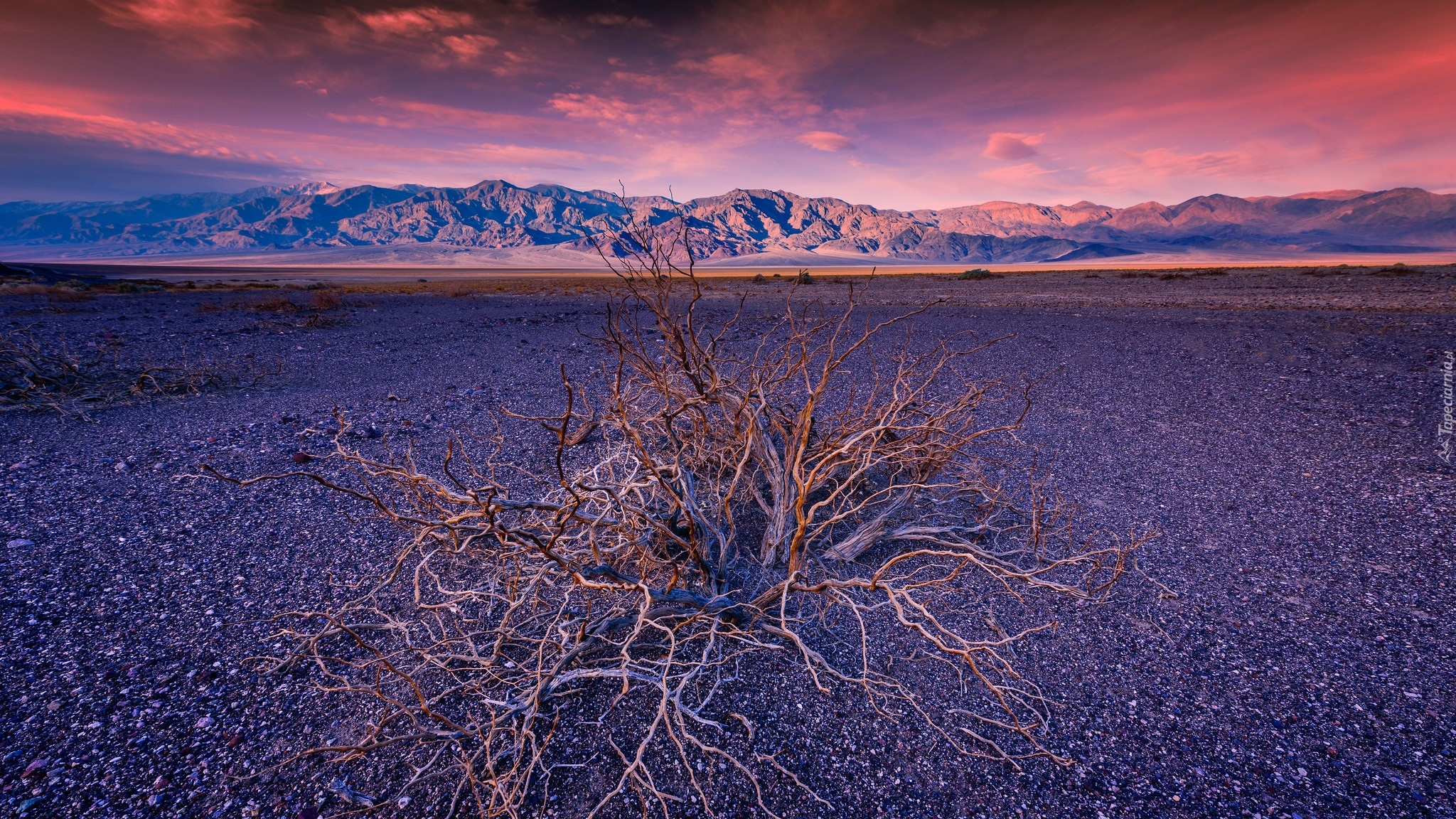 Suchy, Krzew, Góry, Park Narodowy Doliny Śmierci, Park Narodowy Death Valley, Kalifornia, Stany Zjednoczone