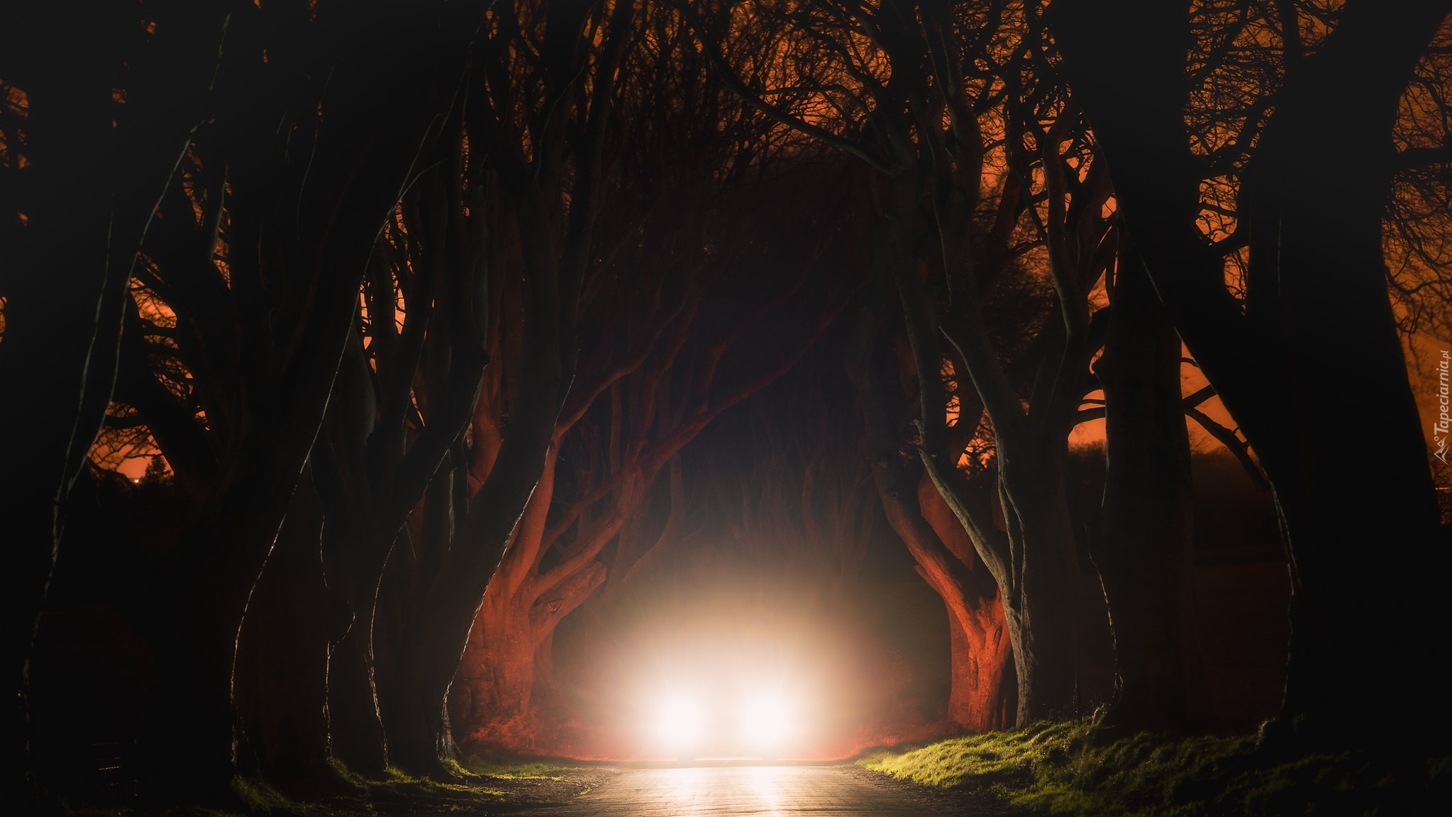 Noc, Droga, Światła, Drzewa, Buki, Aleja, Dark Hedges, Hrabstwo Antrim, Irlandia Północna