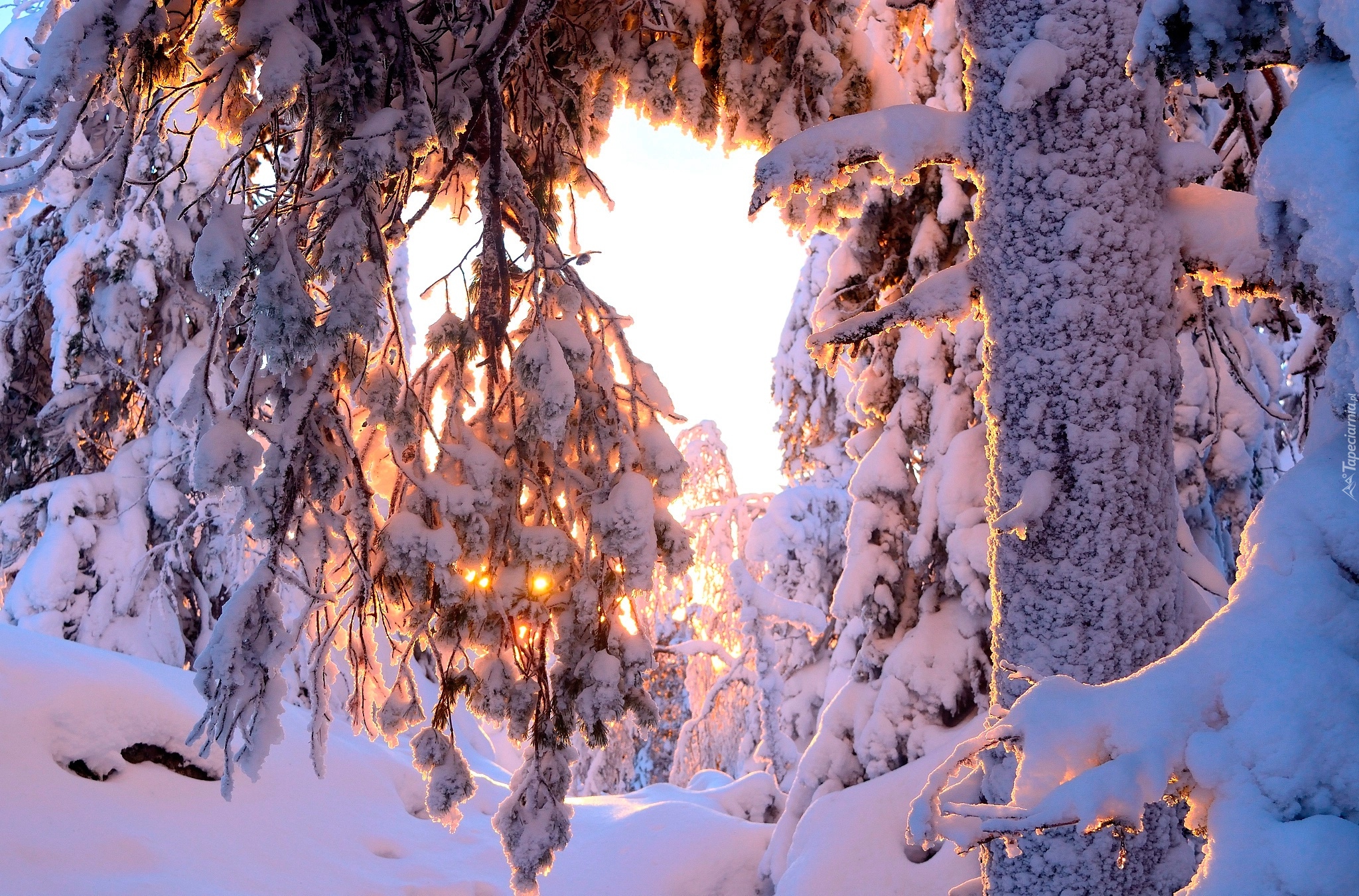 Zima, Ośnieżone, Drzewa, Zaspy, Przebijające światło