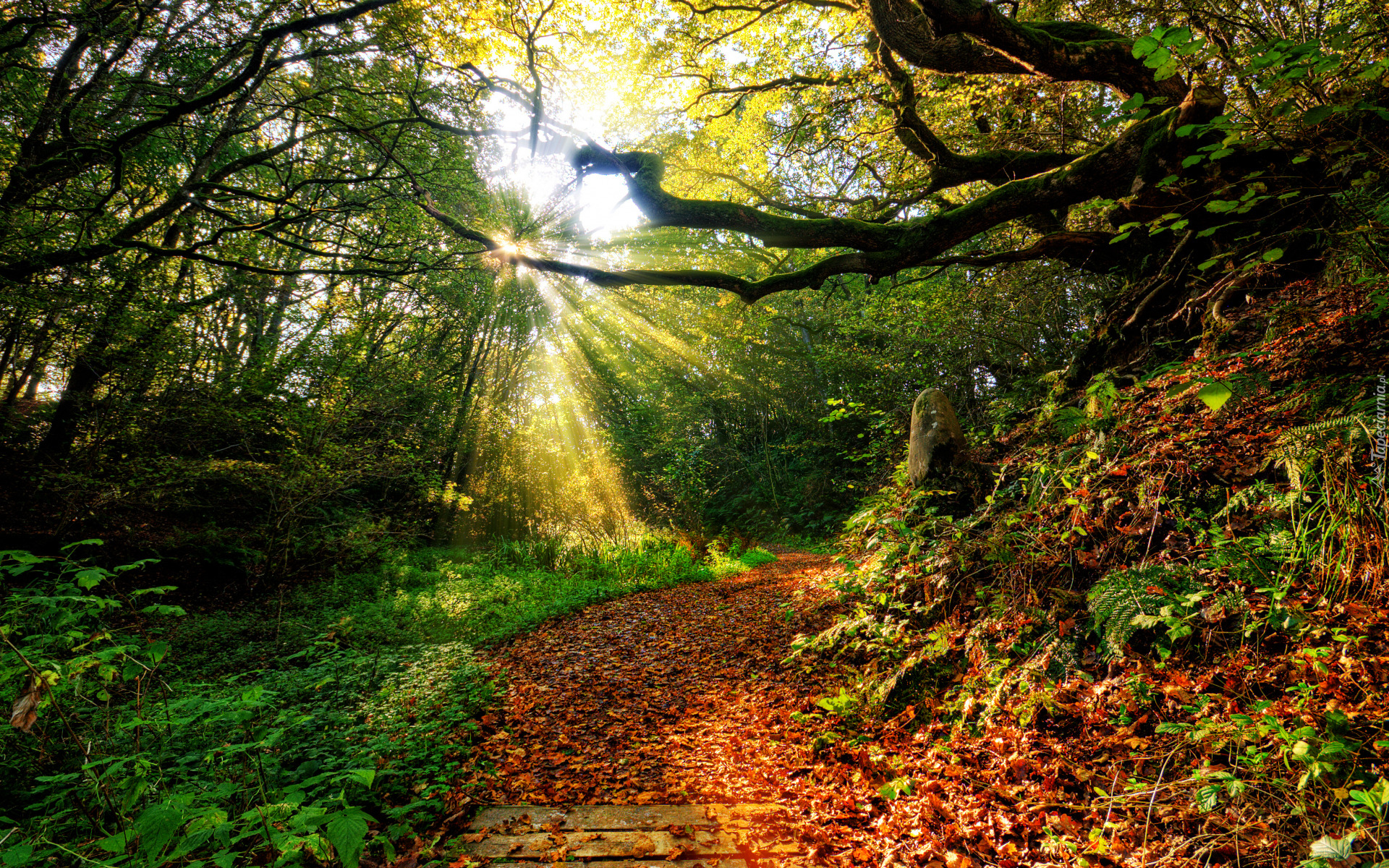 Jesień, Las, Drzewa, Gałęzie, Ścieżka, Przebijające światło, Słoneczne