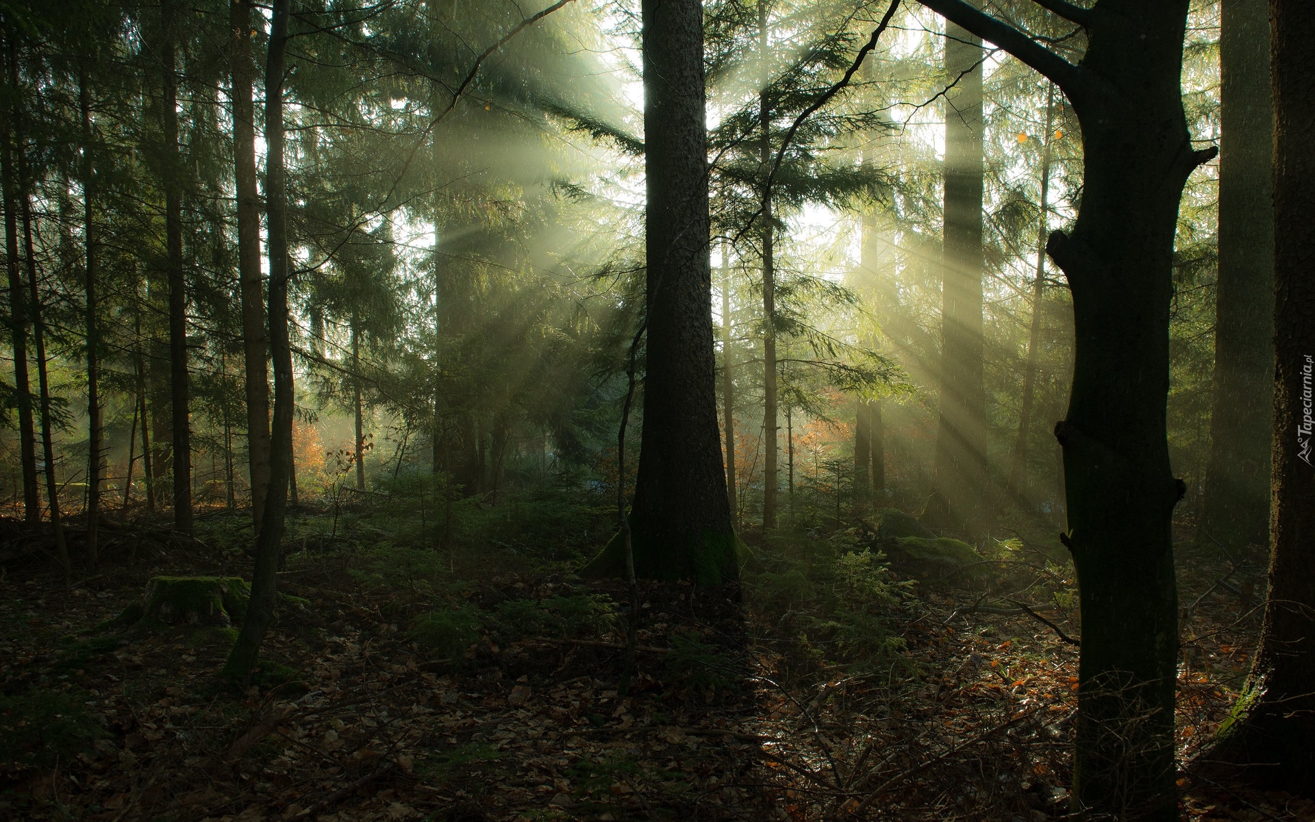 Las, Przebijające światło, Drzewa, Gałęzie