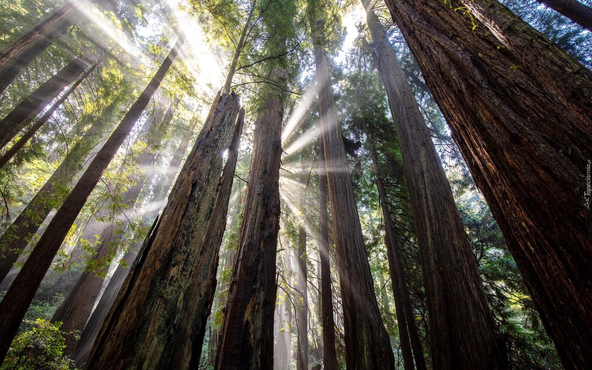 Las, Drzewa, Sekwoje, Przebijające światło, Prairie Creek Redwoods State Park, Kalifornia, Stany Zjednoczone