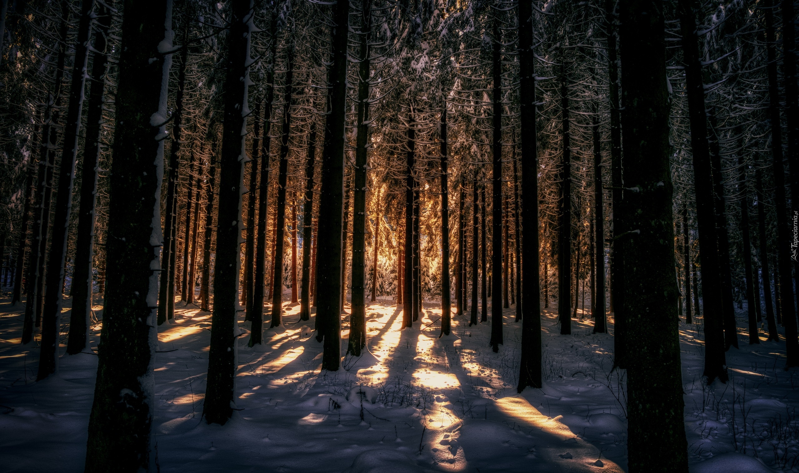Las, Zima, Śnieg, Przebijające światło