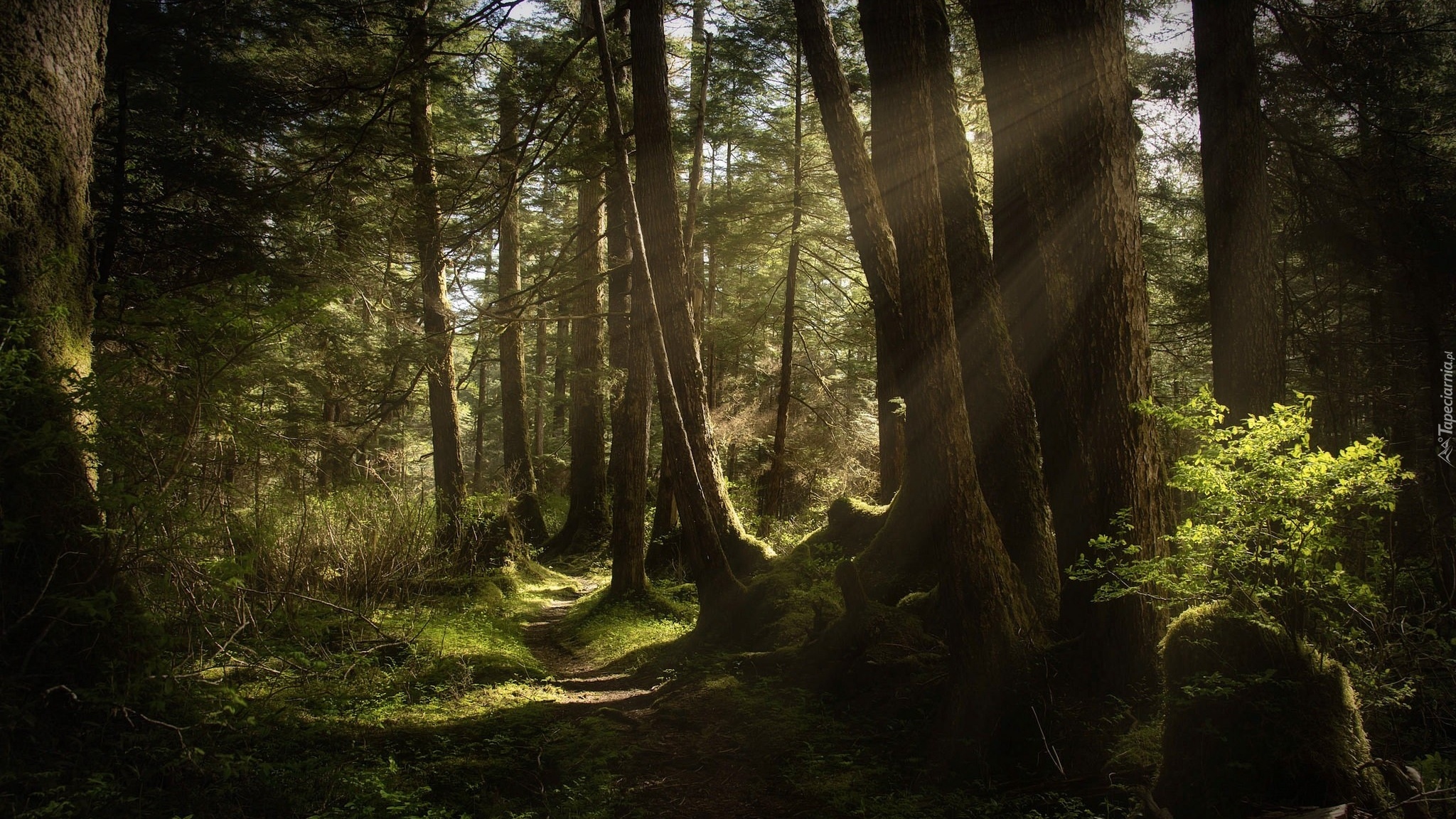 Las, Przebijające światło, Drzewa, Ścieżka