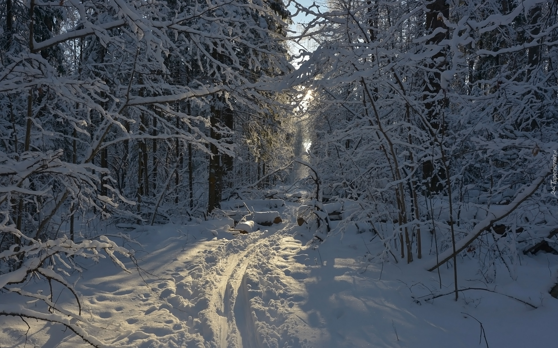 Zima, Śnieg, Las, Drzewa, Wydeptana, Ścieżka