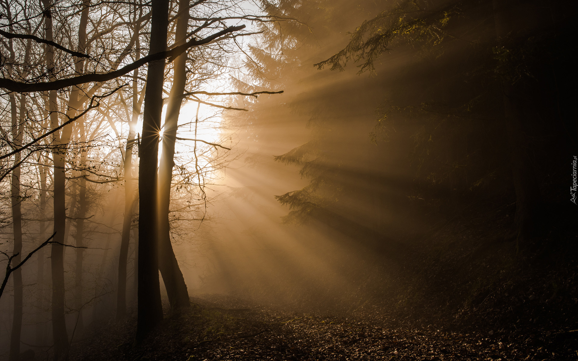 Niemcy, Park Narodowy Eifel, Las, Drzewa, Przebijające Światło