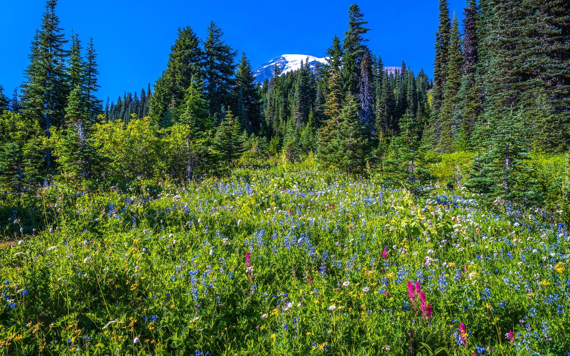 Góry, Stratowulkan, Mount Rainier, Drzewa, Łąka, Świerki, Kwiaty, Park Narodowy Mount Rainier, Stan Waszyngton, Stany Zjednoczone