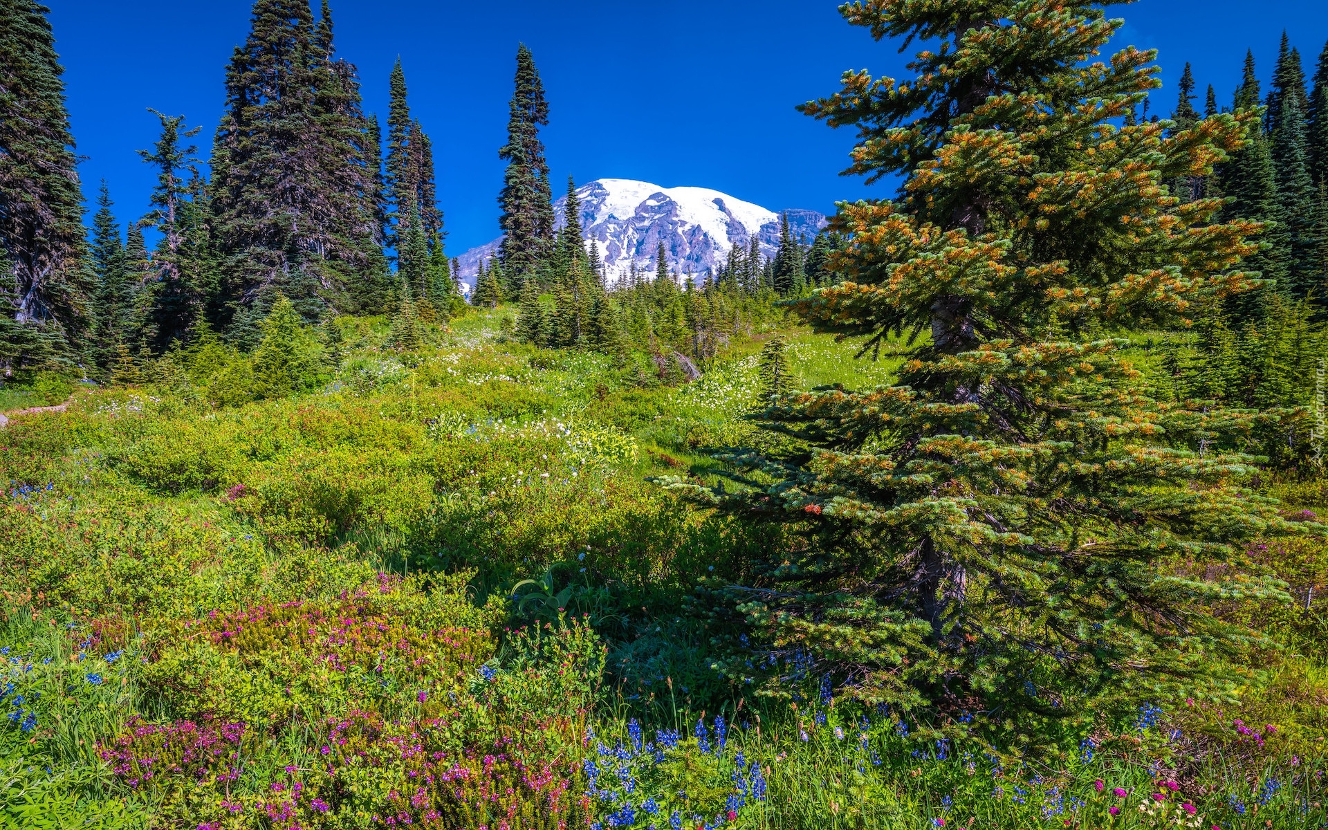 Łąka, Stratowulkan Mount Rainier, Park Narodowy Mount Rainier, Góry, Kwiaty, Trawa, Świerki, Stan Waszyngton, Stany Zjednoczone