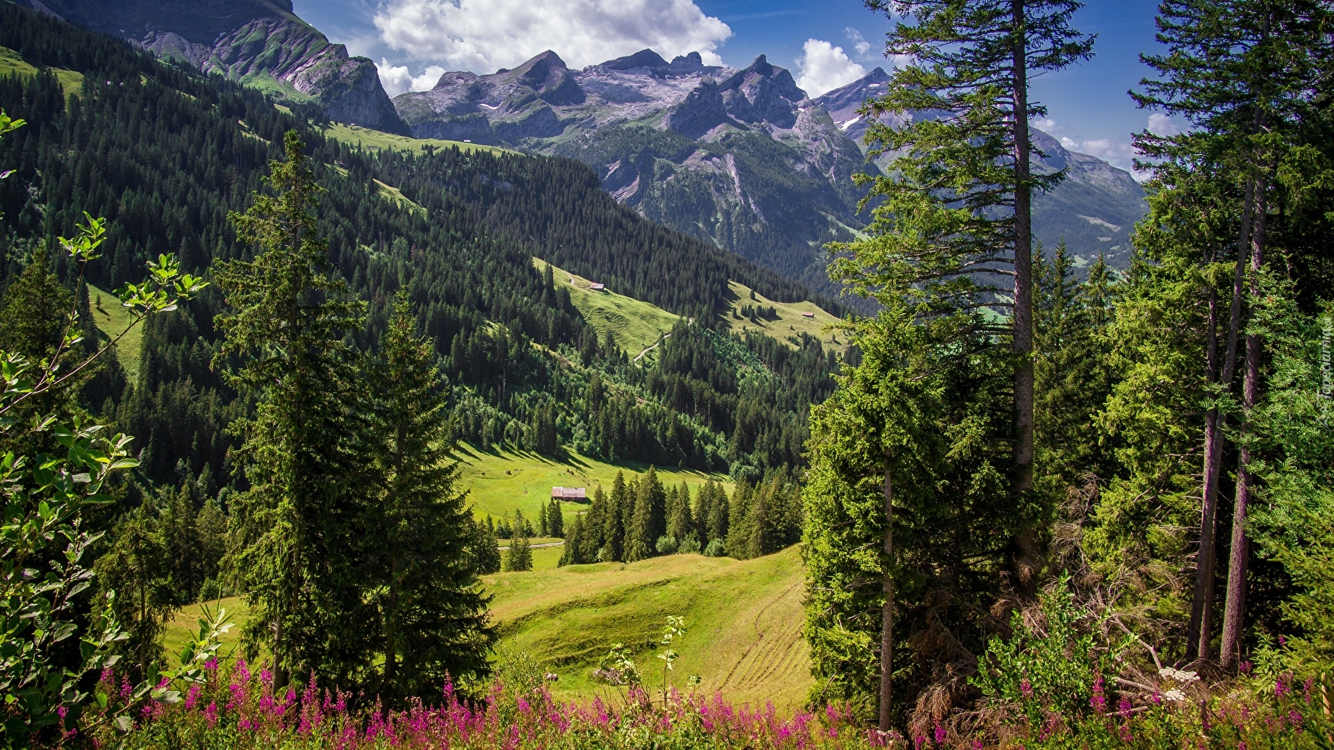 Góry, Alpy, Lasy, Drzewa, Świerki, Roślinność, Sanetschhore, Szwajcaria