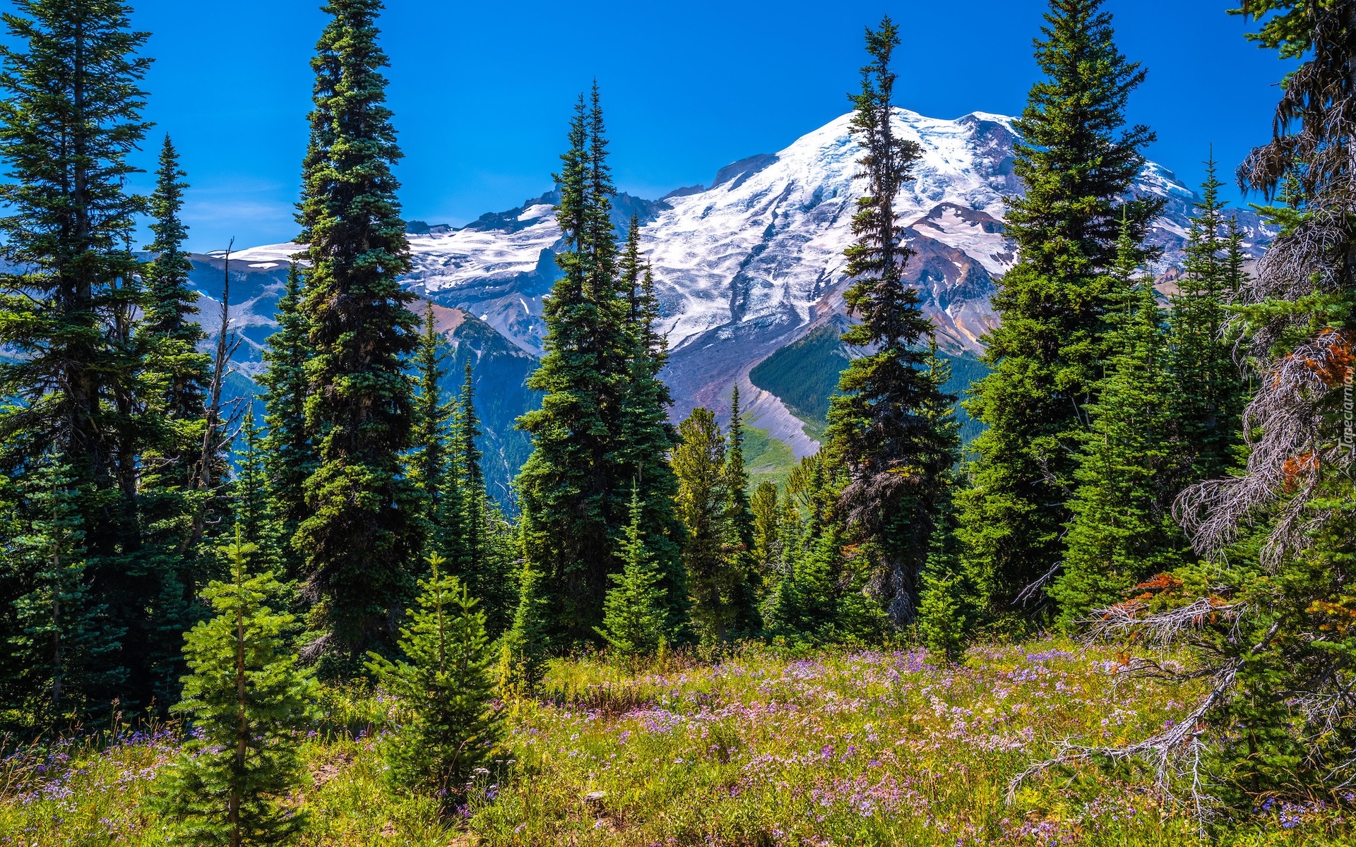 Góry, Ośnieżone, Drzewa, Świerki, Kwiaty, Stratowulkan Mount Rainier, Park Narodowy Mount Rainier, Stan Waszyngton, Stany Zjednoczone