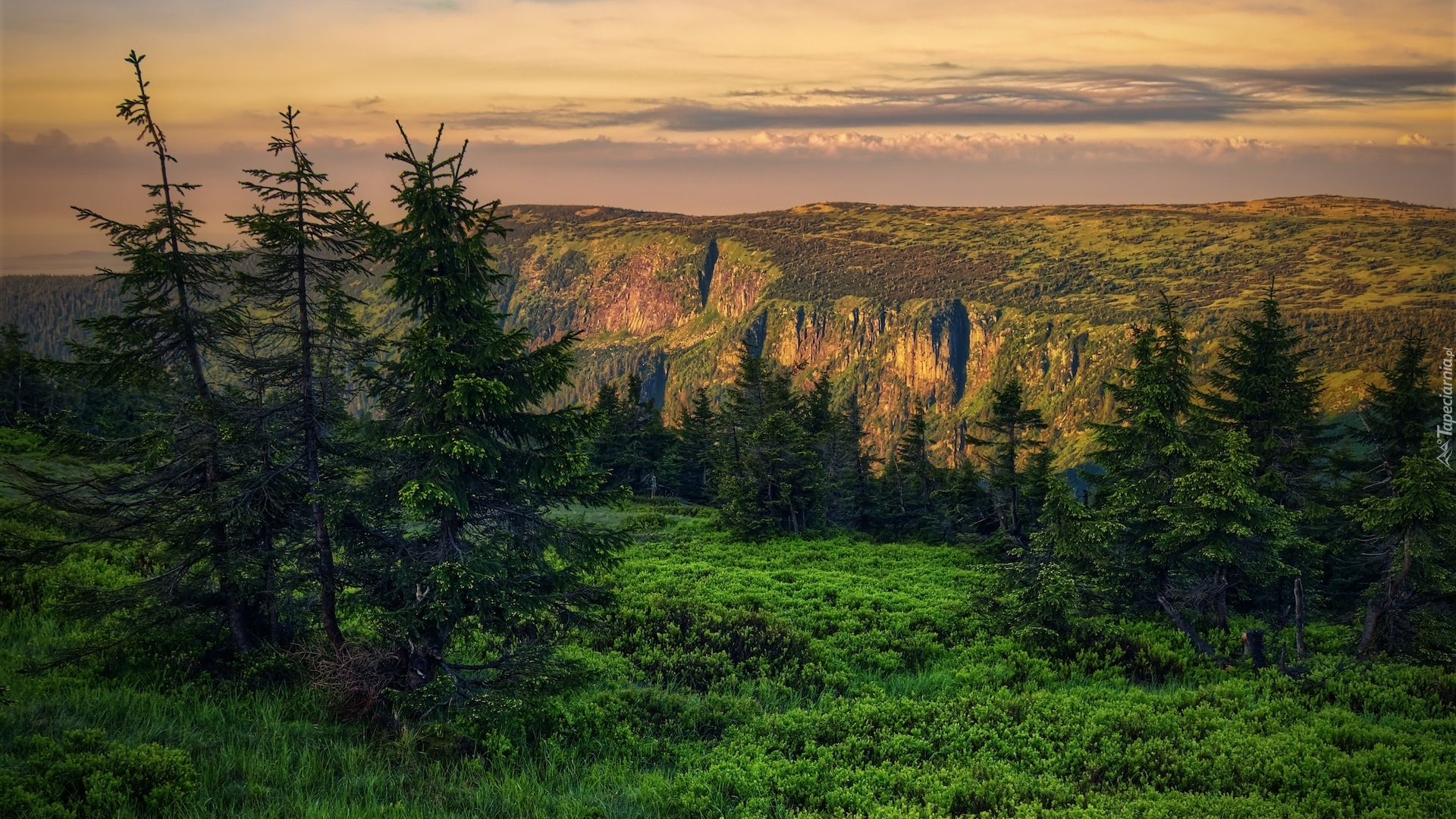 Góry, Karkonosze, Drzewa, Świerki, Trawa