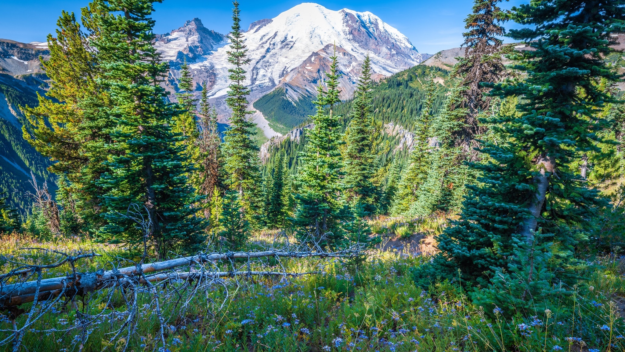 Góry, Drzewa, Świerki, Park Narodowy Mount Rainier, Kwiaty, Stan Waszyngton, Stany Zjednoczone