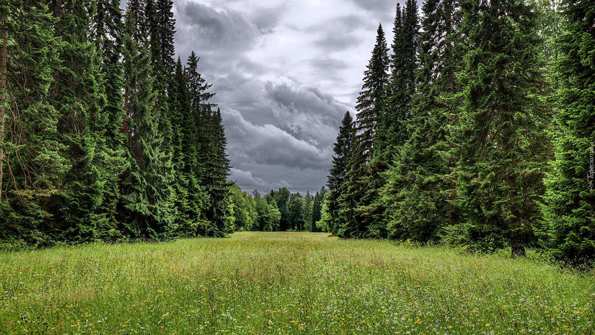Park, Drzewa, Świerki, Ciemne, Chmury