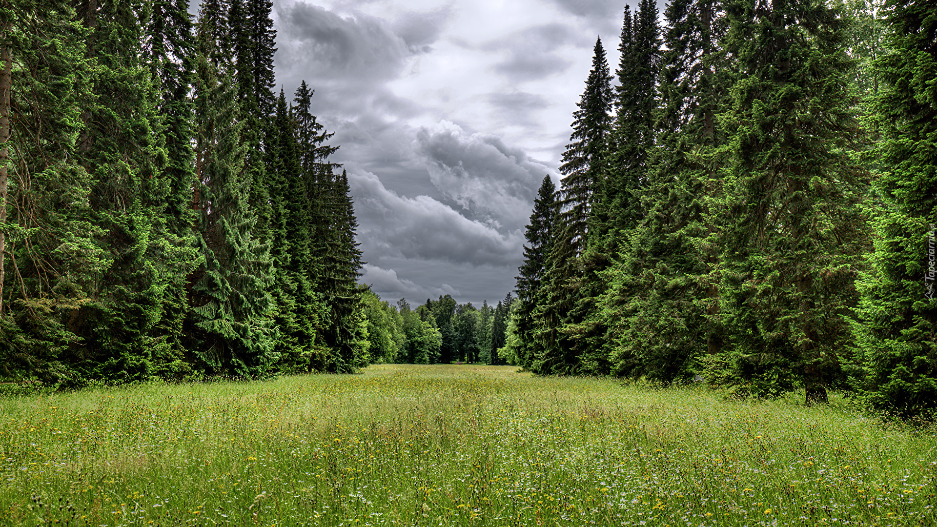 Park, Drzewa, Świerki, Ciemne, Chmury