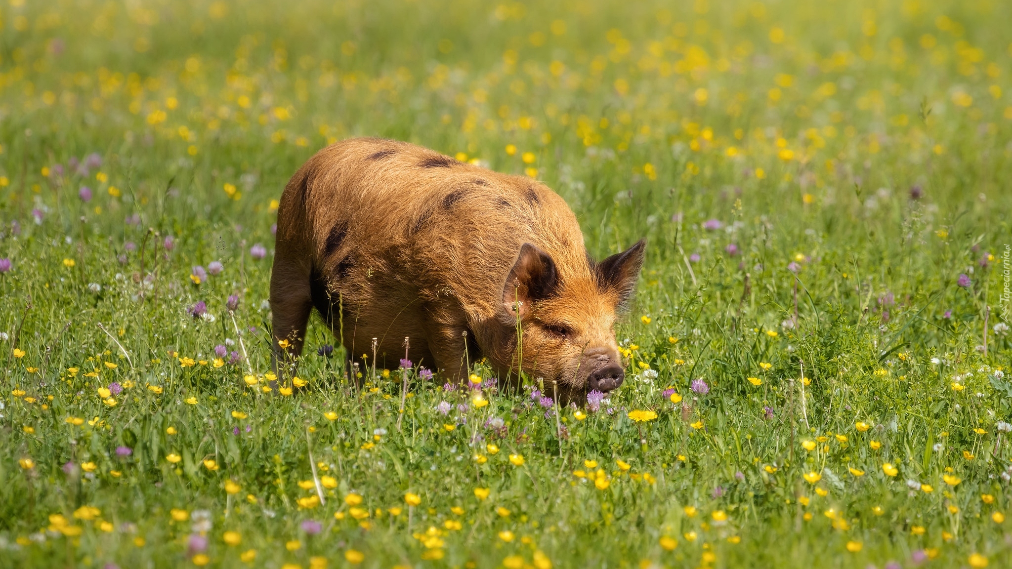 Świnia, Kunekune, Łąka