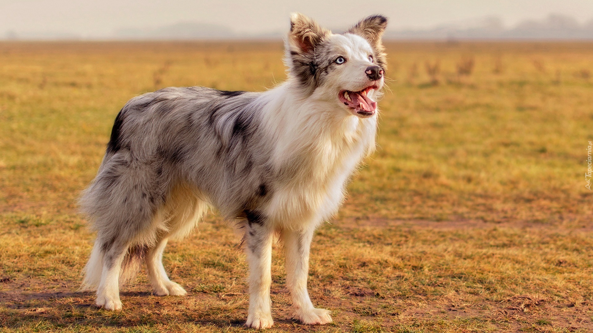 Border collie, Pole