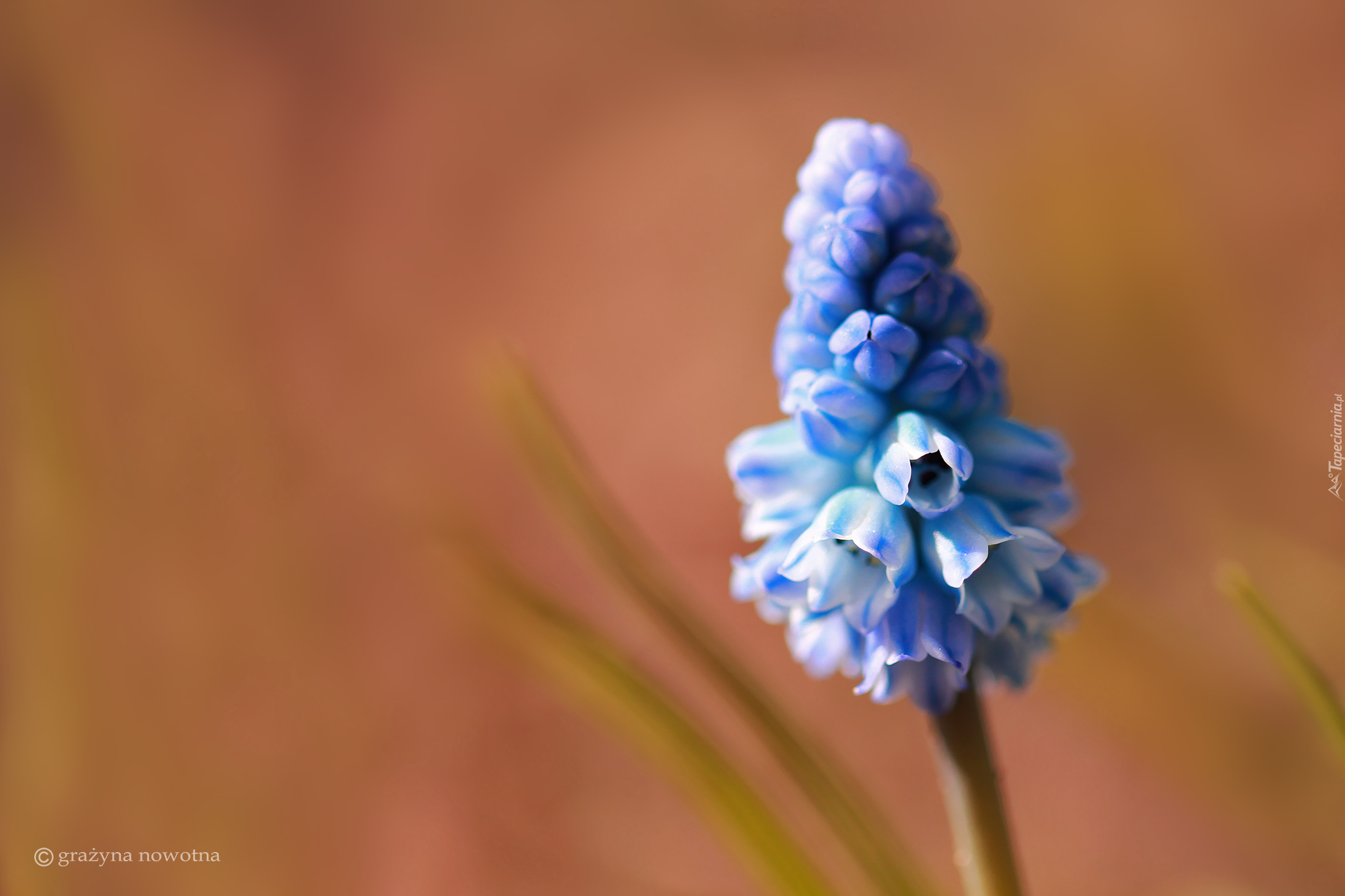 Szafirek, Niebieski, Kwiatek