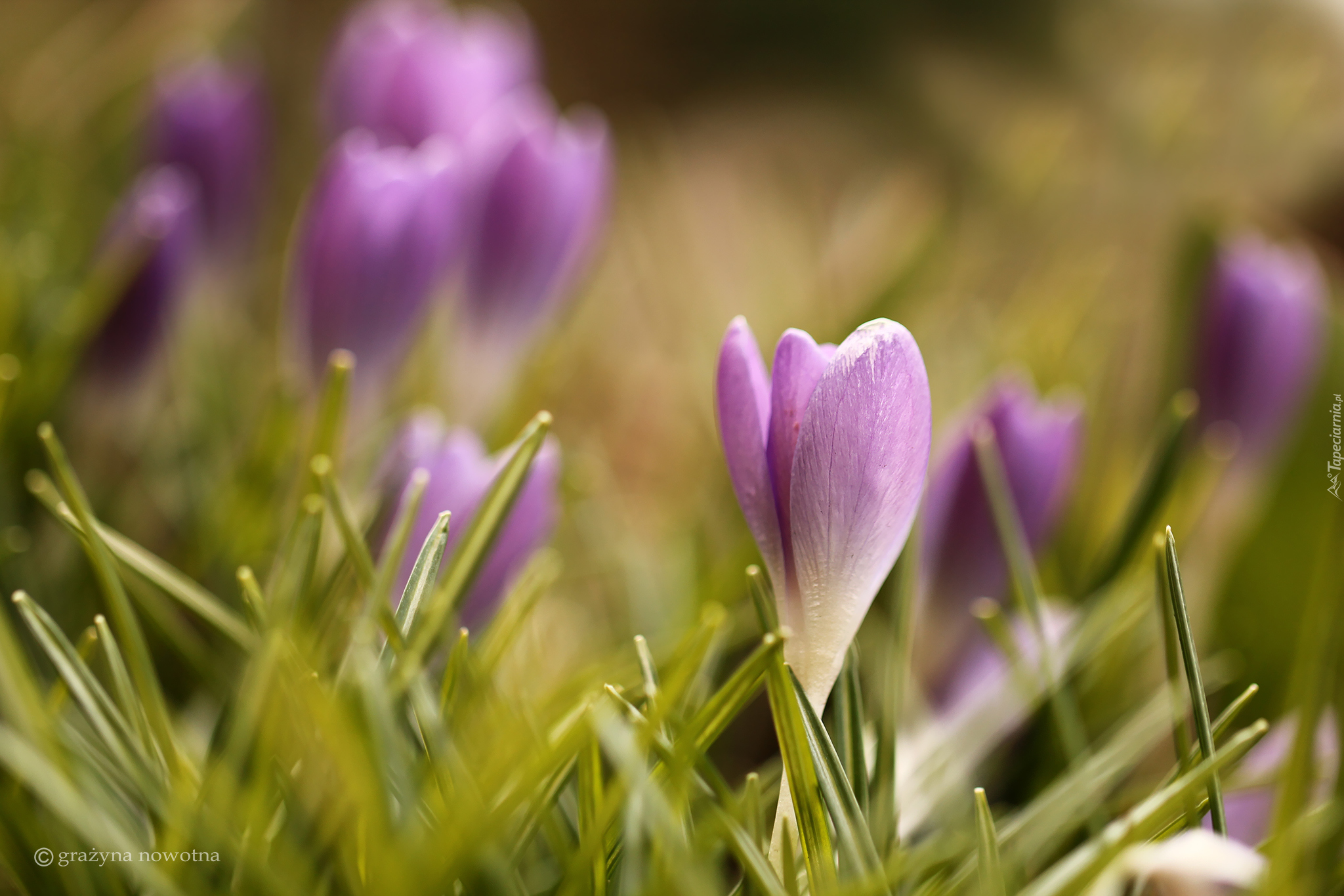 Krokus, Fioletowe, Kwiaty