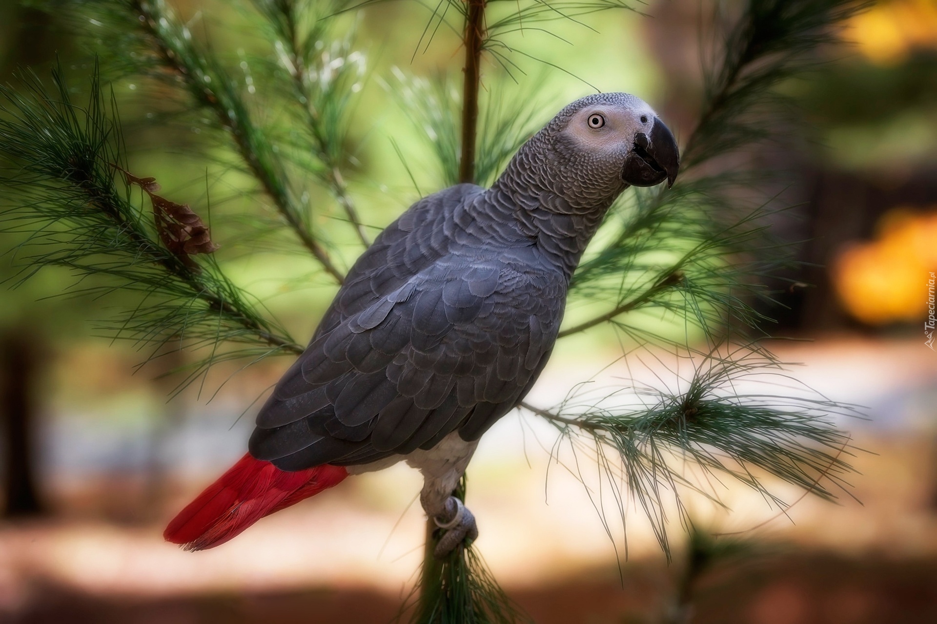 Szara, Papuga, Żako, Ptak, Gałąź