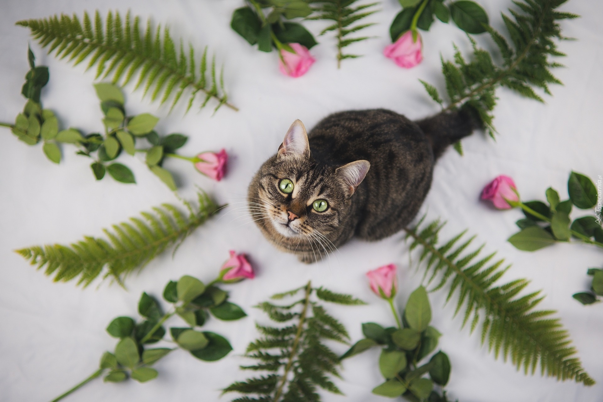 Kot, Róże, Liście, Paprocie