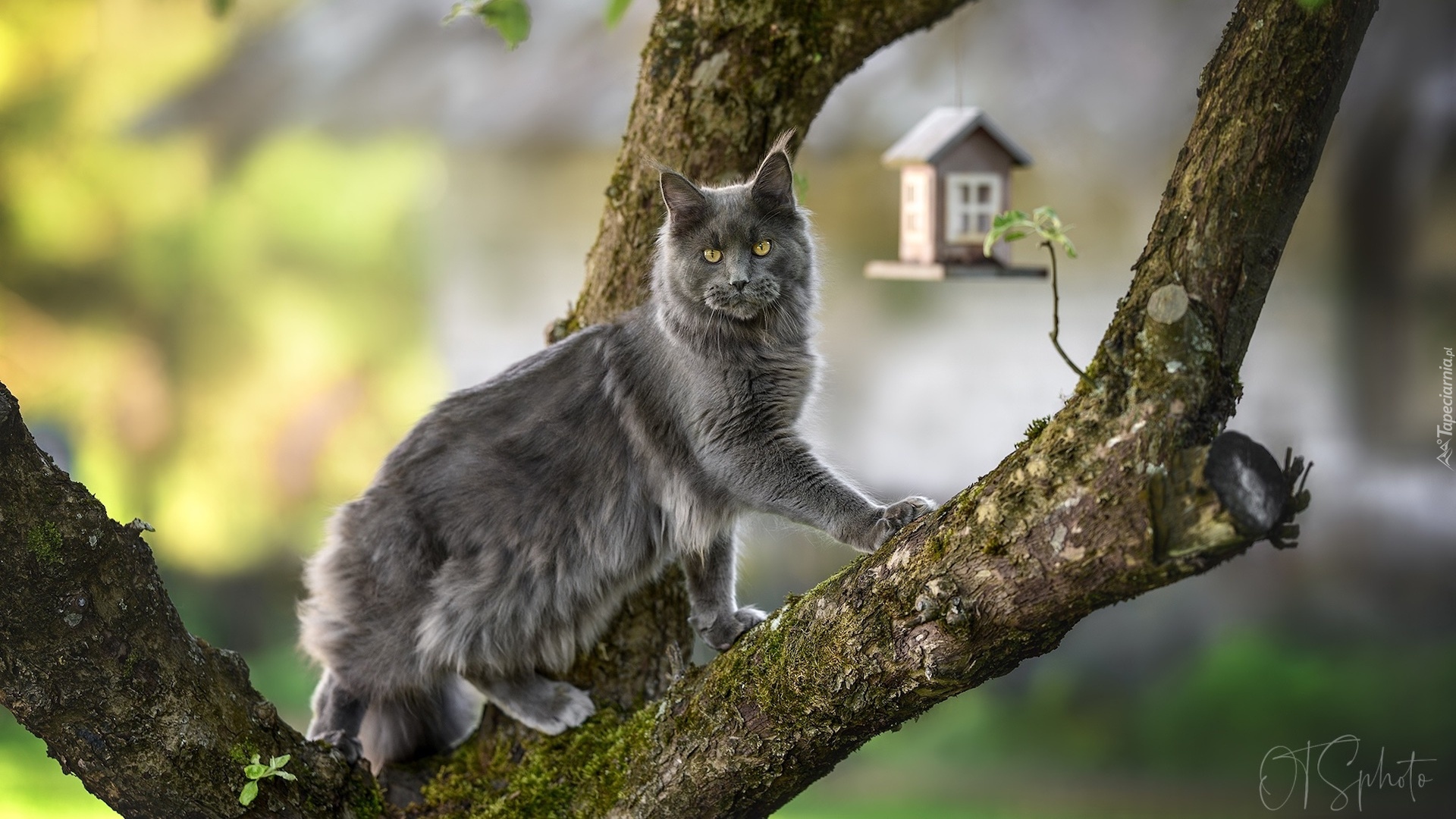 Szary, Kot, Maine coon, Drzewo