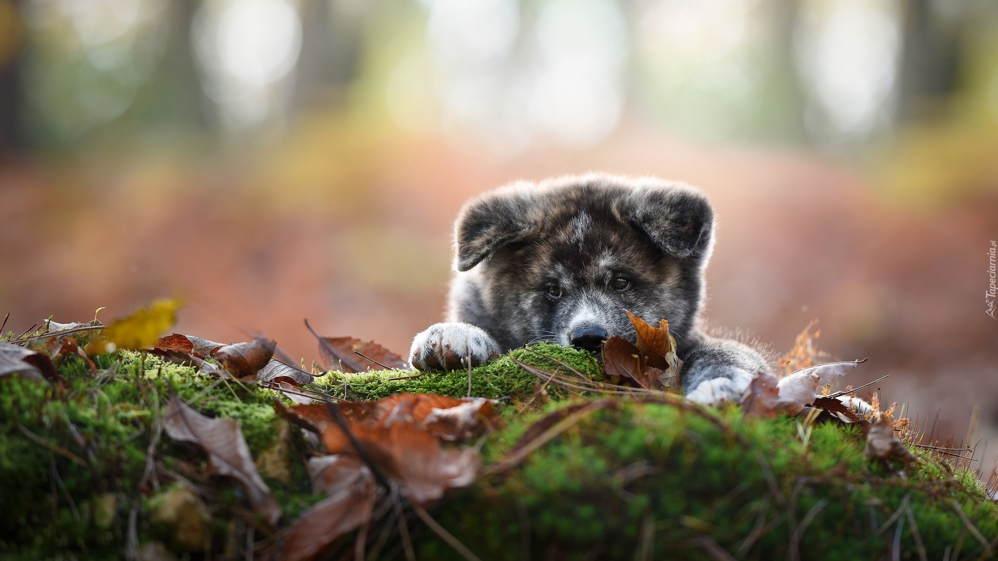 Szczeniak, Akita inu  Mordka, Ściółka, Liście