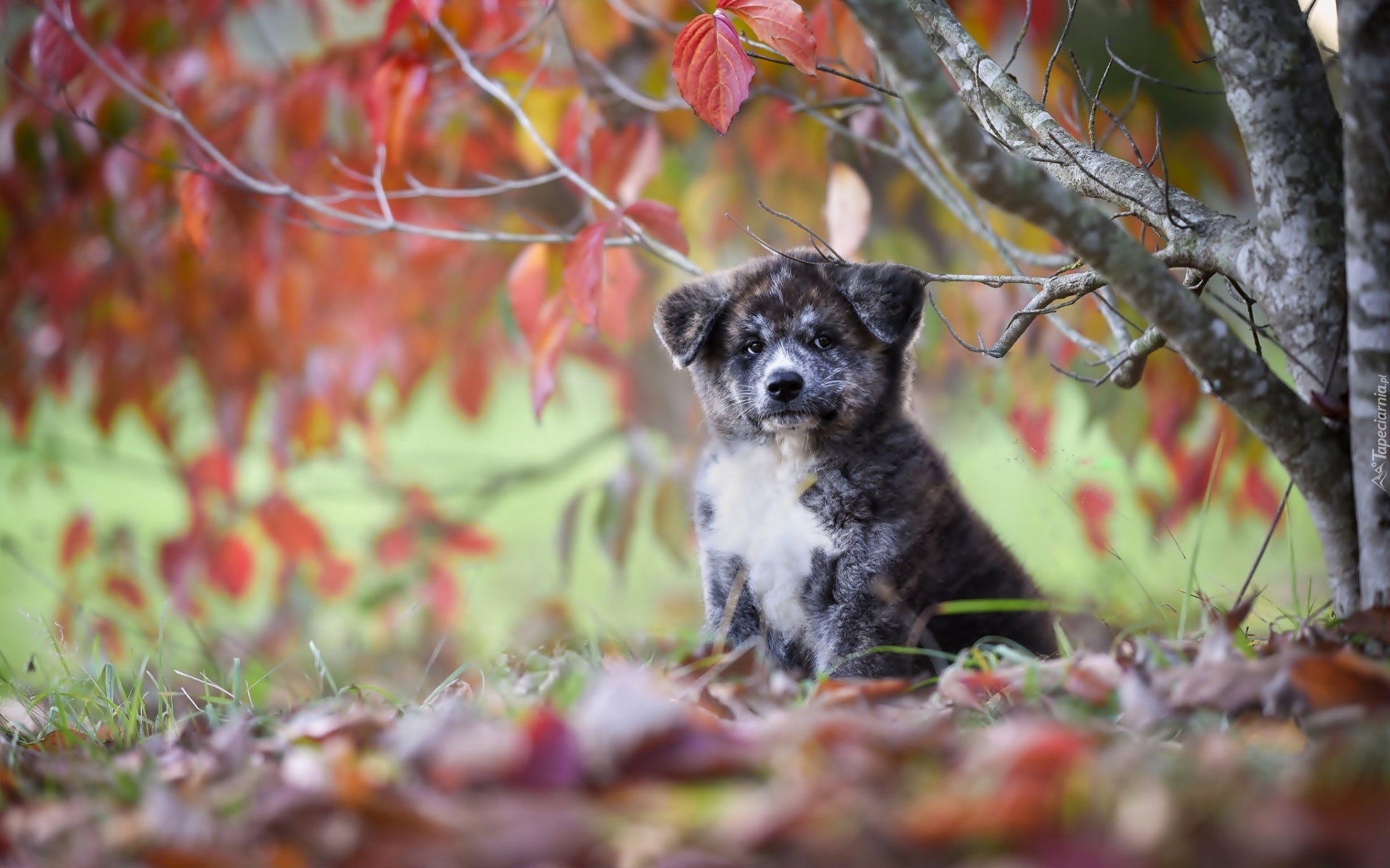 Szczeniaczek, Akita inu, Drzewo, Liście, Jesień