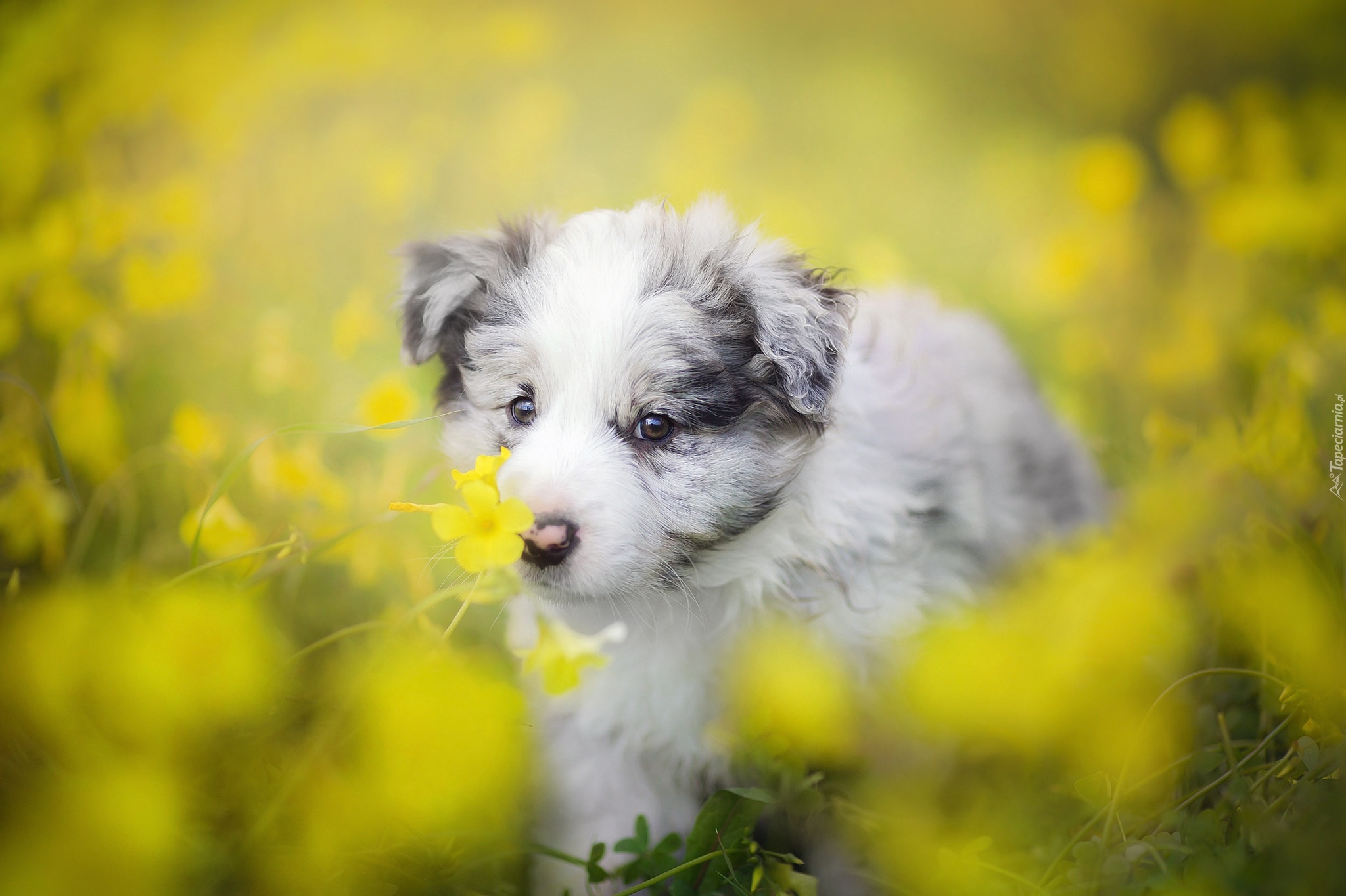 Szczeniak, Border collie, Łąka, Kwiaty