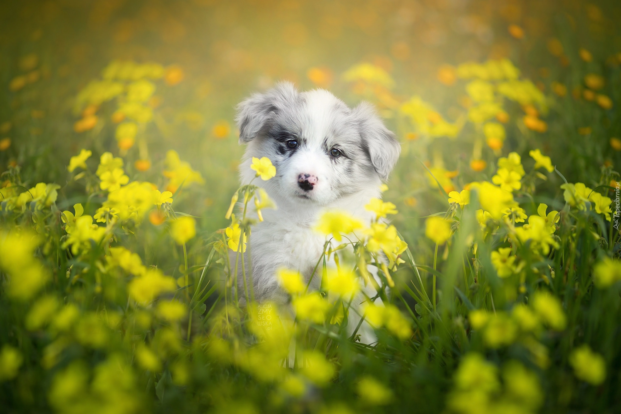 Szczeniak, Border collie, Łąka, Kwiaty