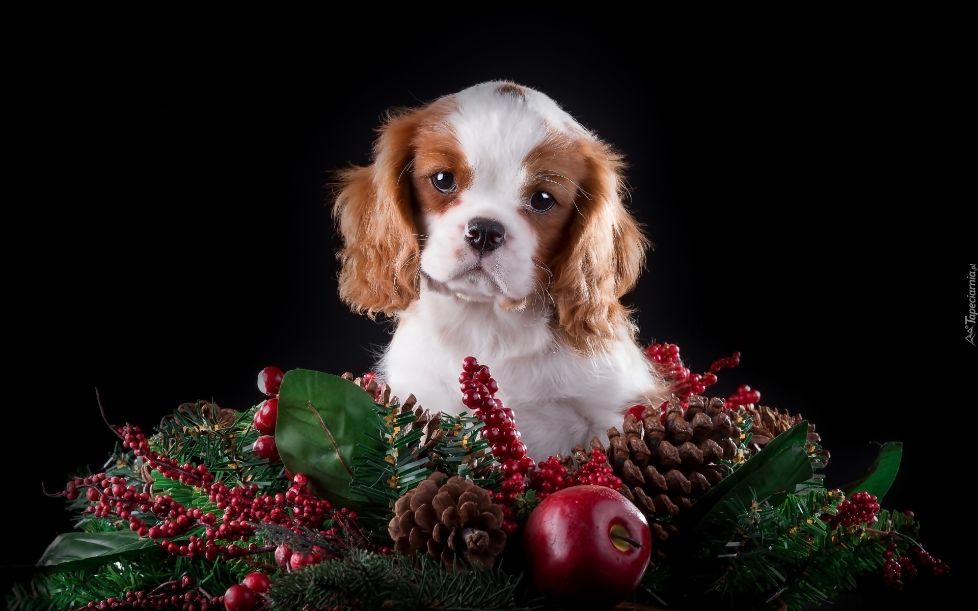 Słodki, Szczeniaczek, Cavalier King Charles spaniel, Świąteczna, Dekoracja