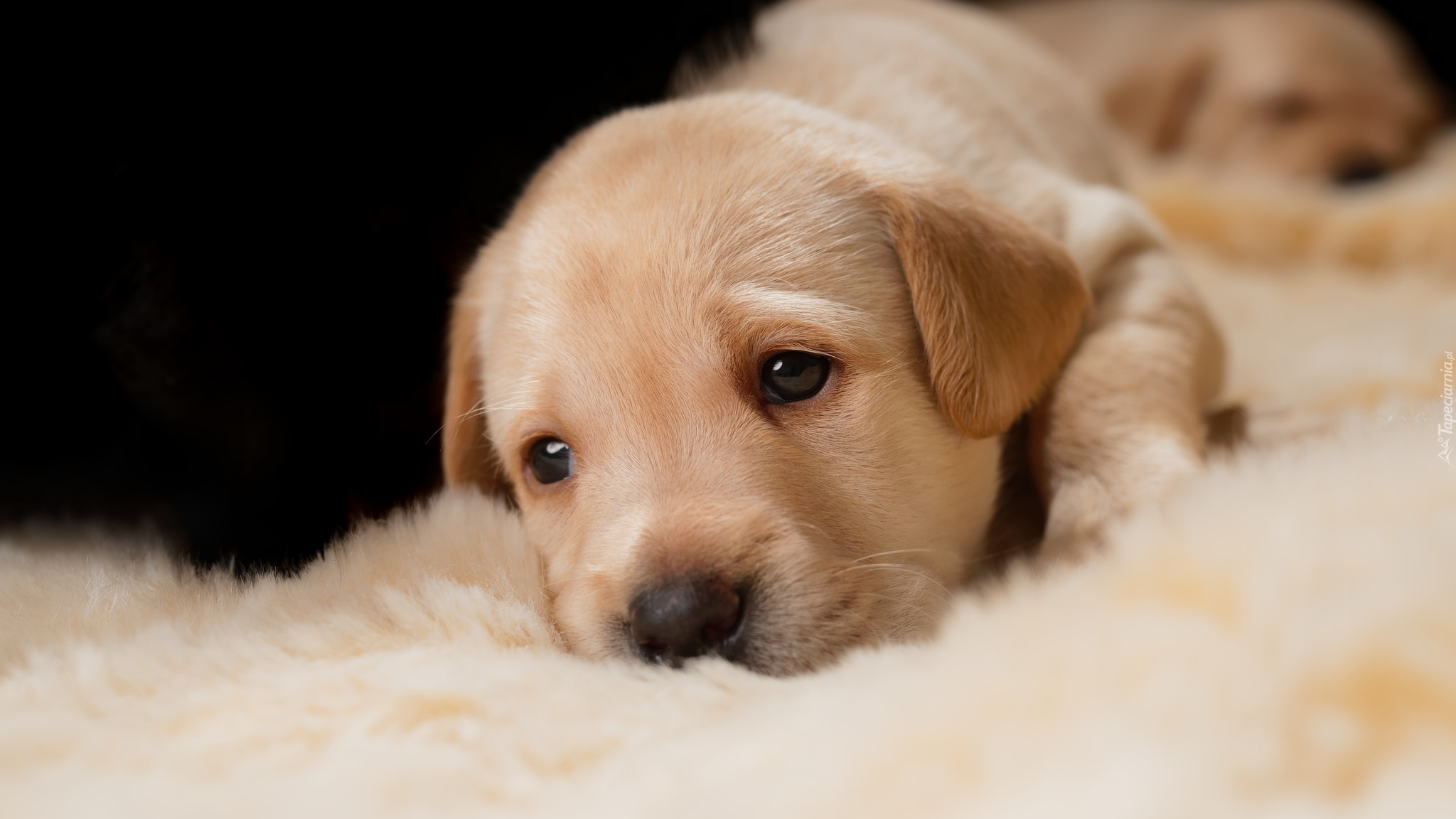 Pies, Szczeniak, Golden retriever, Kocyk