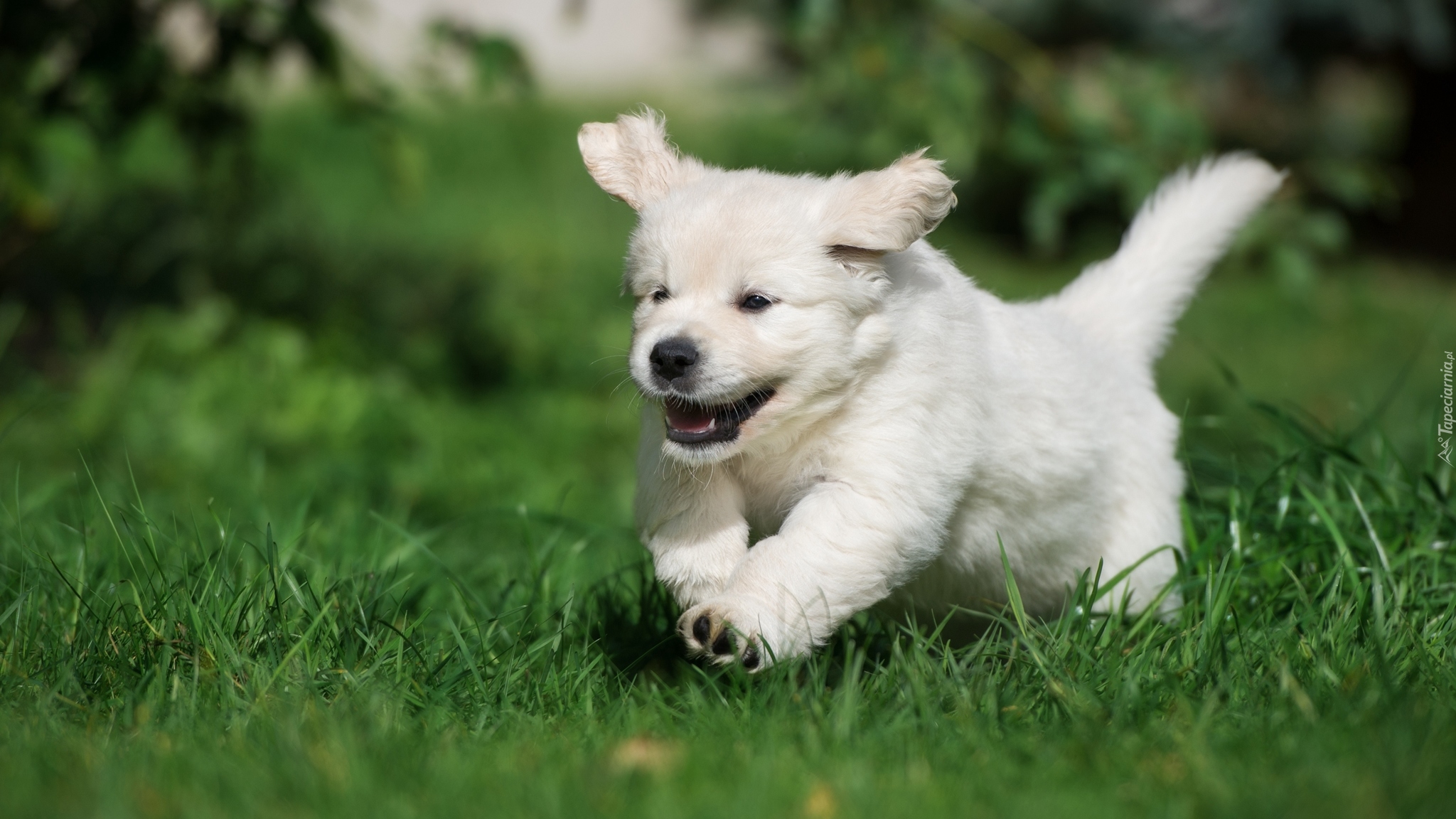 Szczeniak, Golden retriever, Trawa