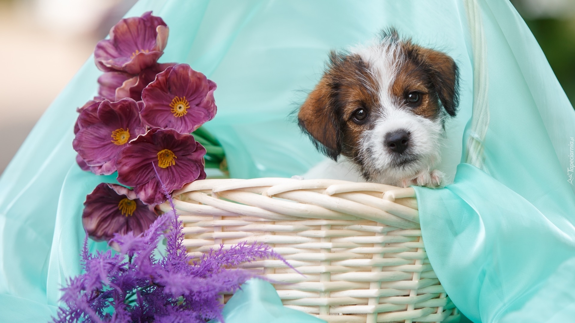 Szczeniak, Jack Russel terrier, Kwiaty, Paproć, Koszyk, Tkanina