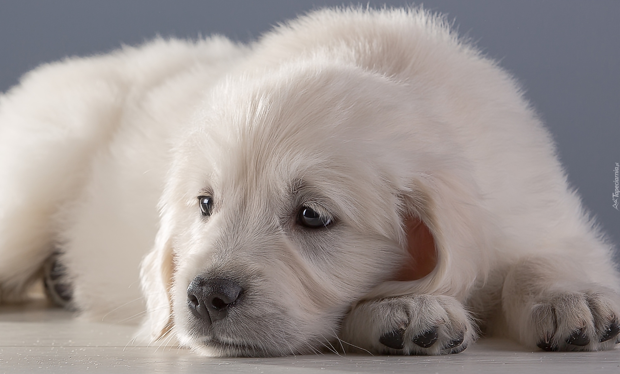 Biały, Szczeniak, Golden retriever