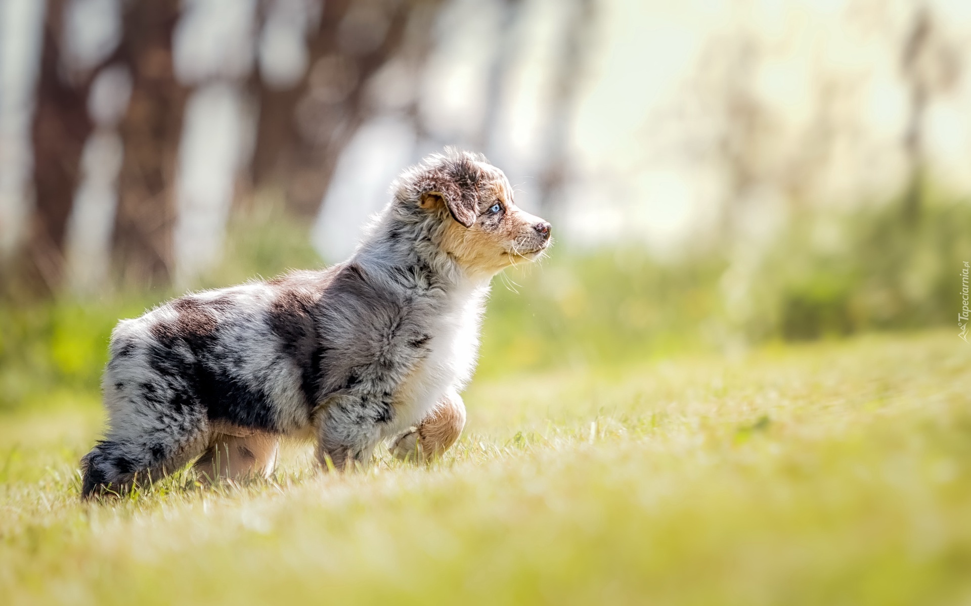 Owczarek australijski, Australian shepherd, Szczeniak, Łąka, Trawa