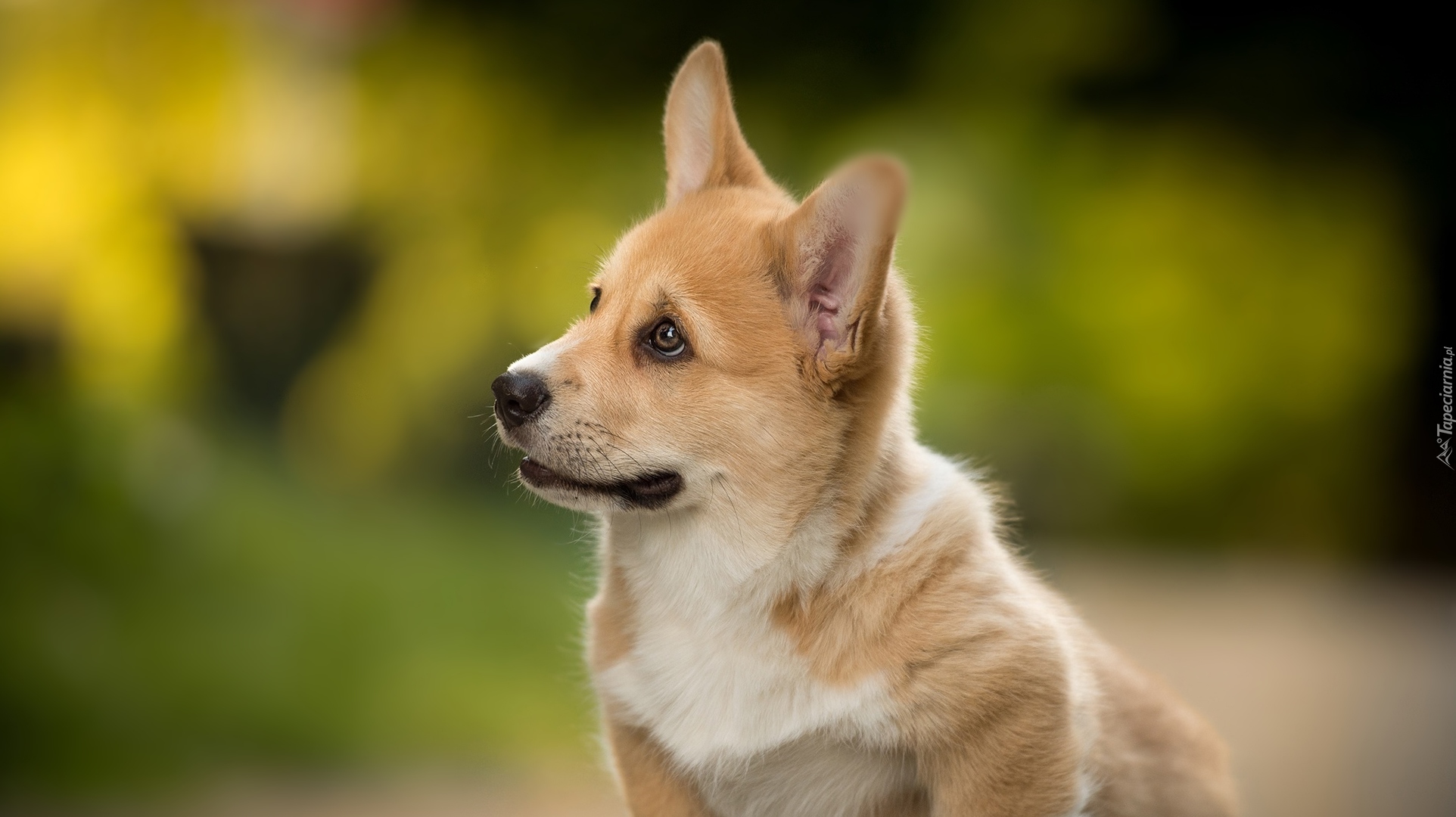 Pies, Welsh corgi pembroke, Mordka