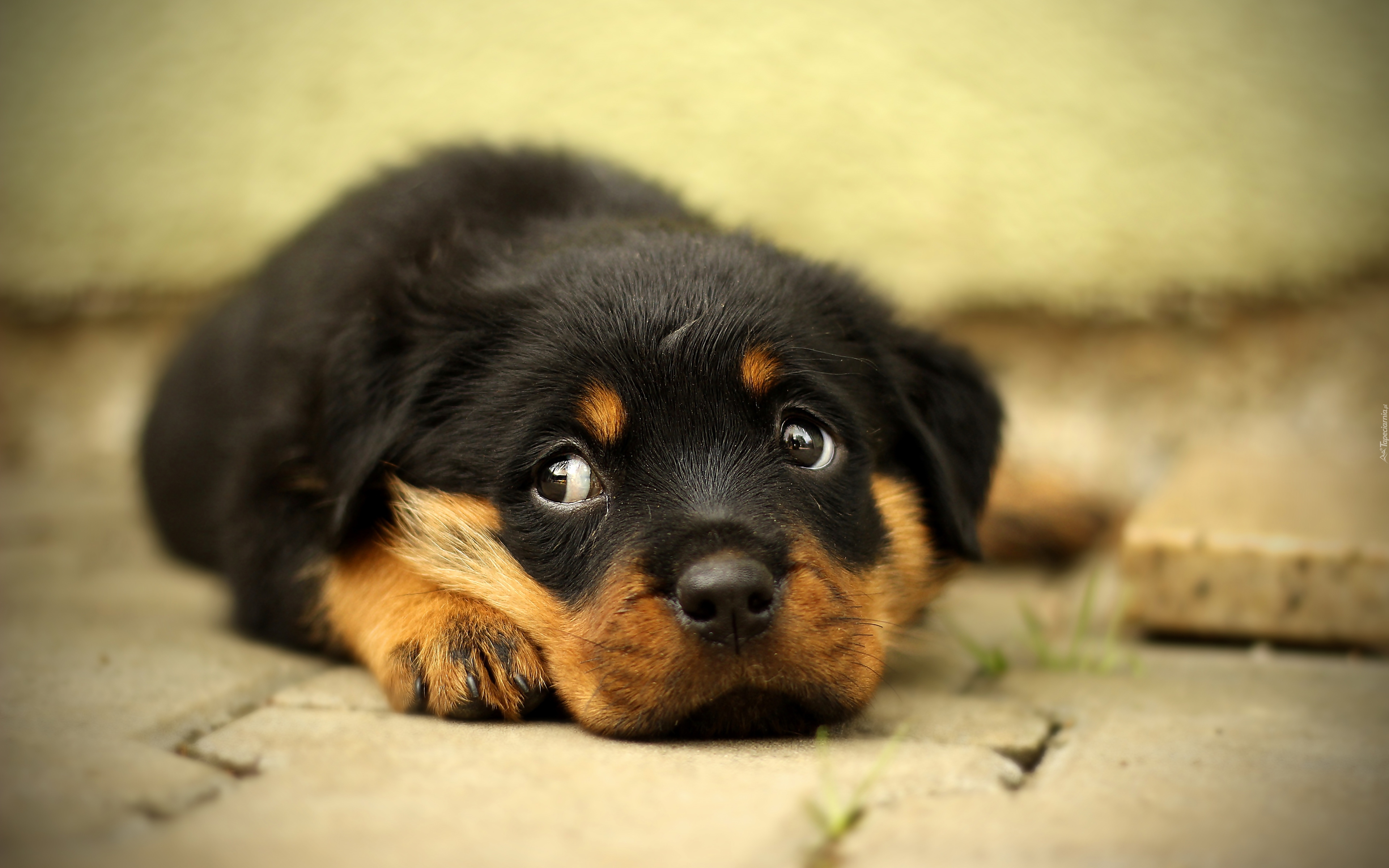 Leżący, Rottweiler, Szczeniak