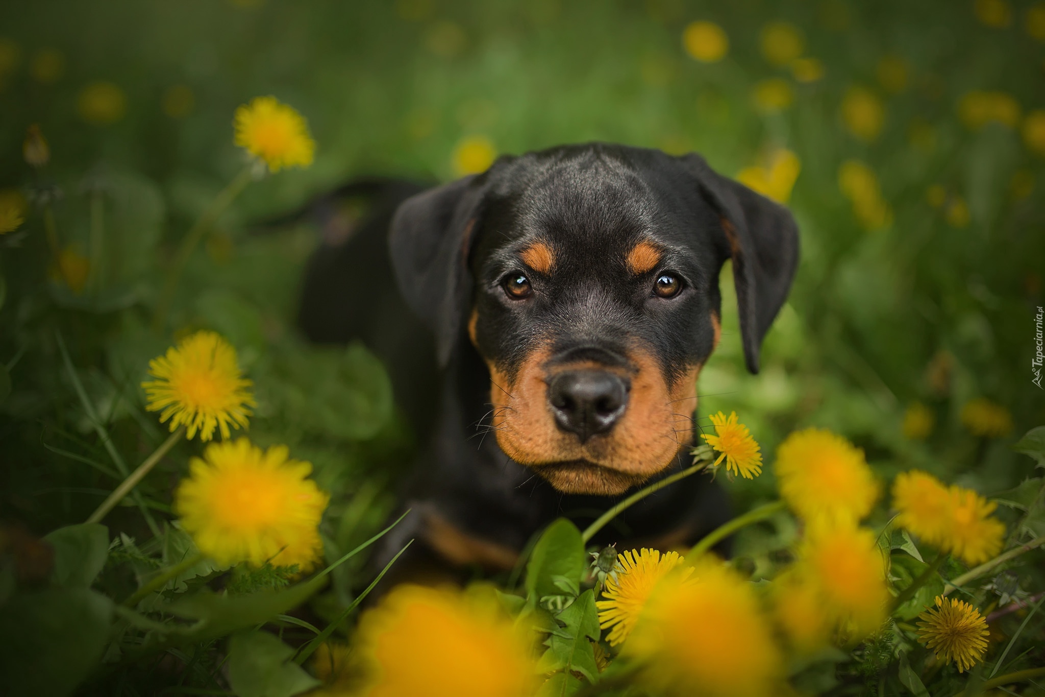 Pies, Szczeniak, Rottweiler, Kwiaty, Mniszek pospolity