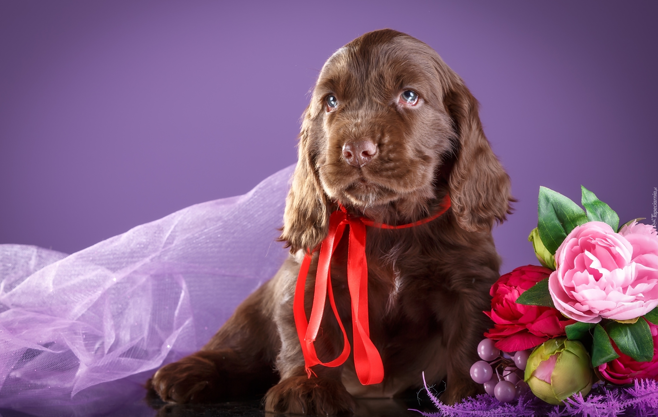 Szczeniak, Cocker spaniel, Kwiatki, Czerwona wstążka