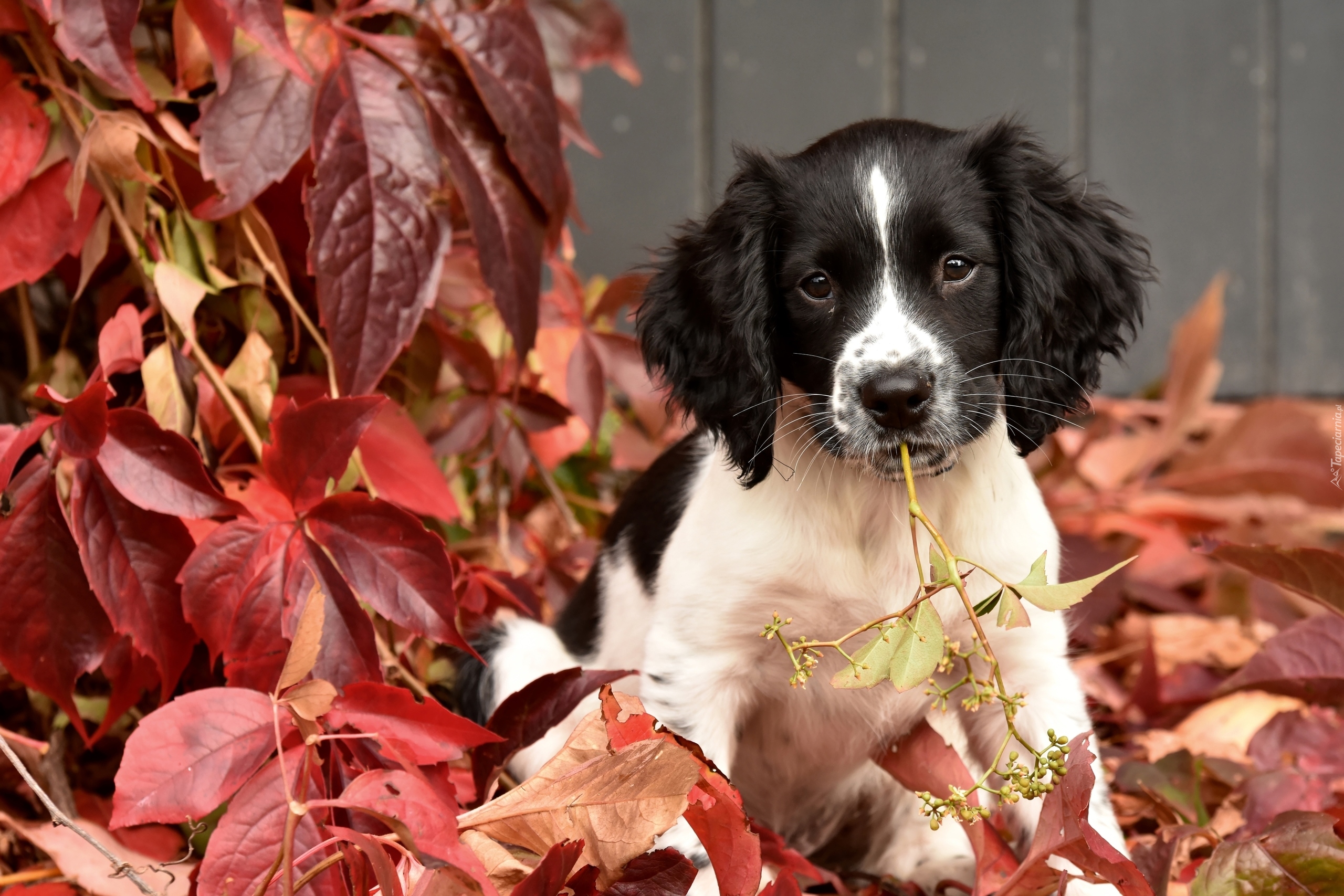 Springer spaniel angielski, Szczeniak, Liście