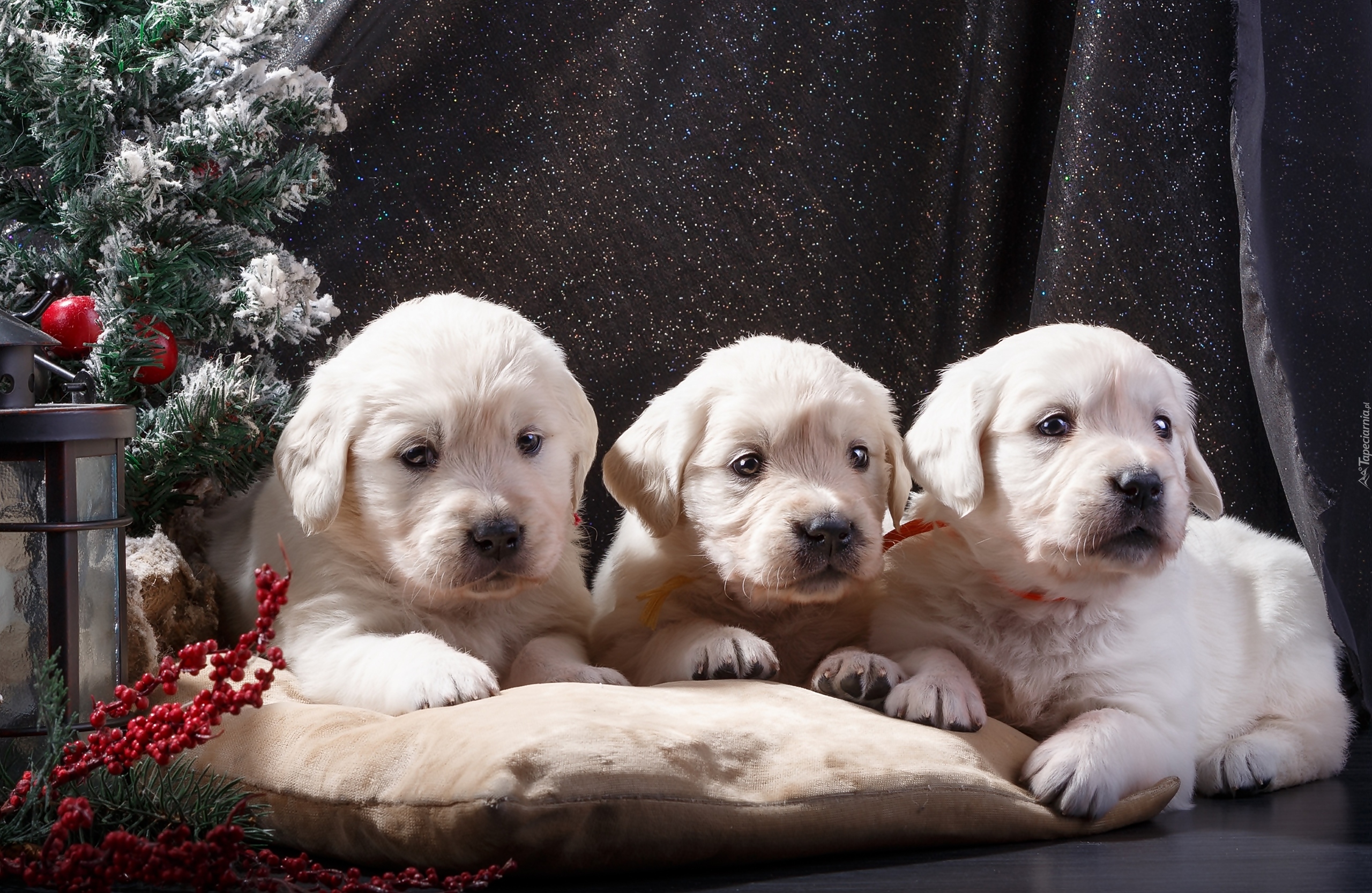 Trzy, Szczeniaki, Golden retriever, Choinka, Poduszka