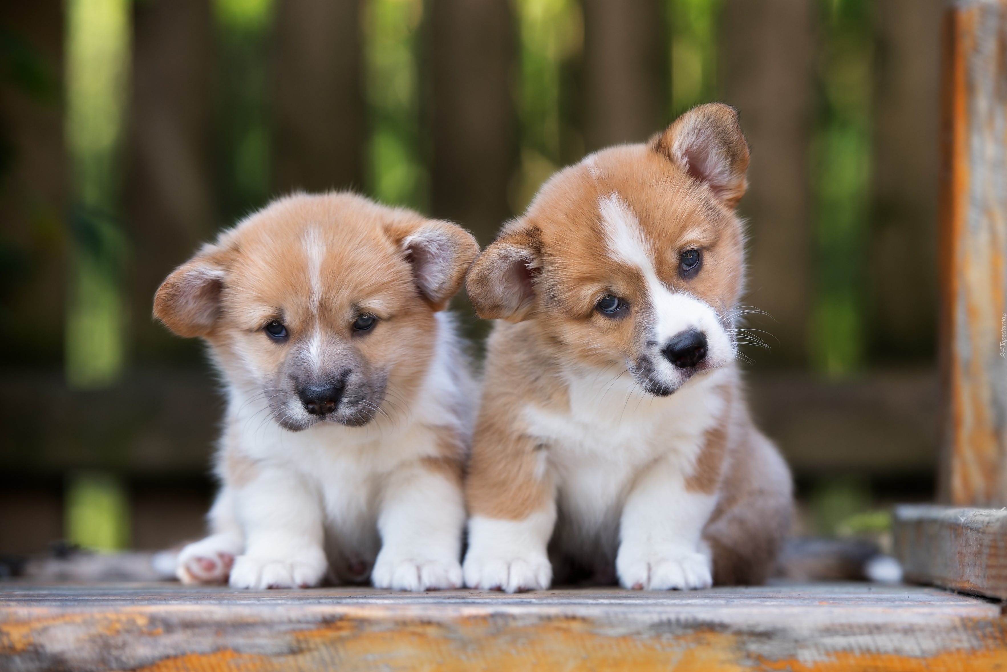 Szczeniaki, Welsh corgi pembroke