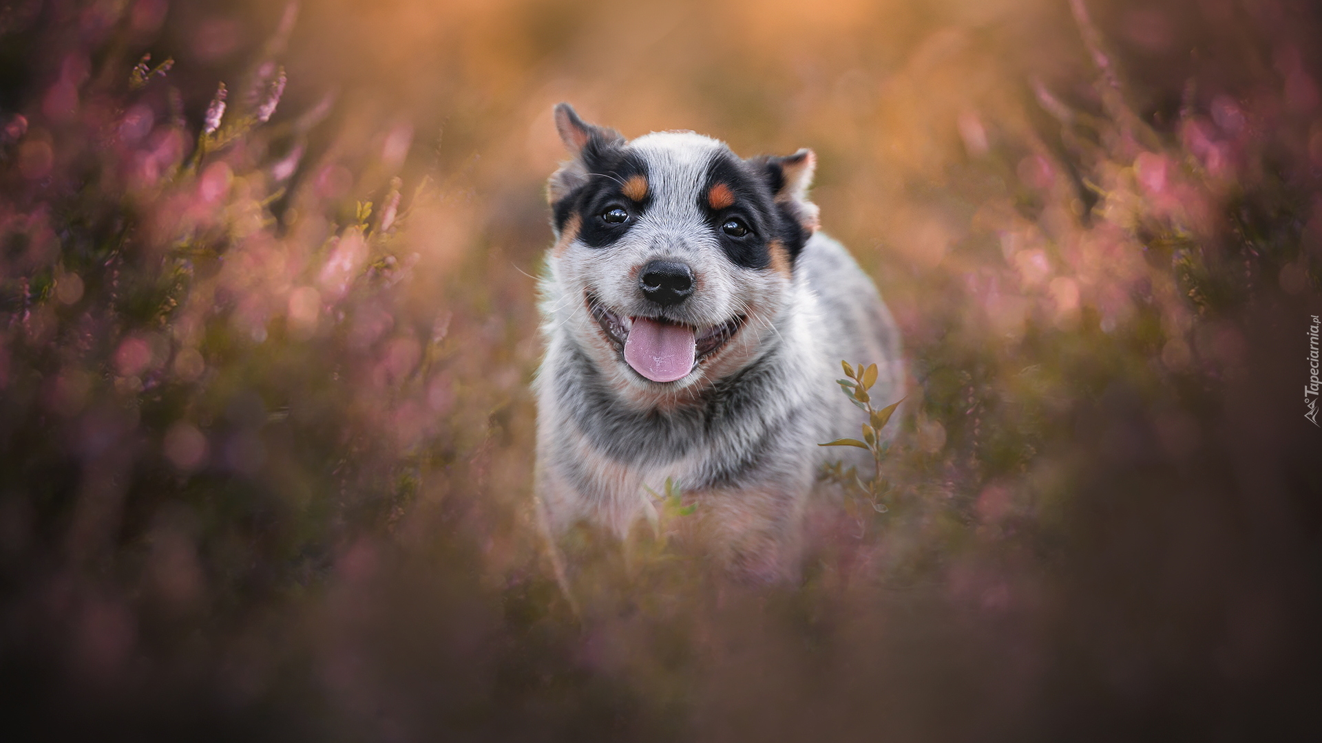 Pies, Szczeniak, Australian cattle dog