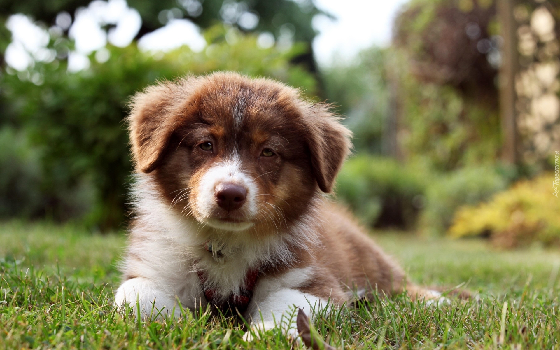 Szczeniak,  Owczarek australijski-australian shepherd