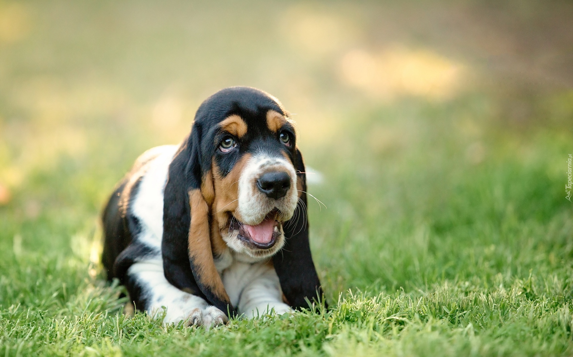 Łąka, Trawa, Basset hound, Szczeniak