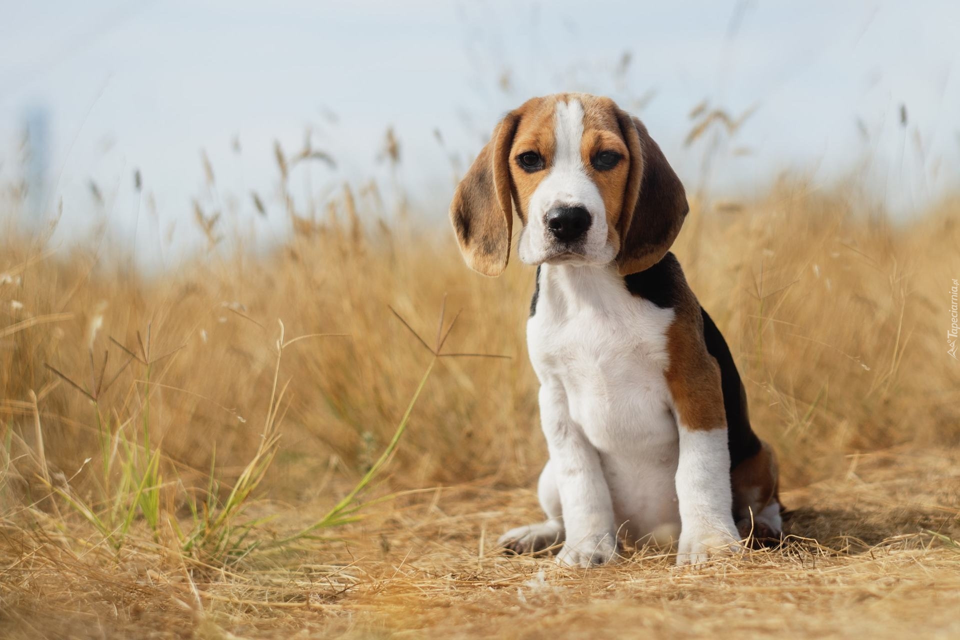 Siedzący, Szczeniak, Pies, Beagle