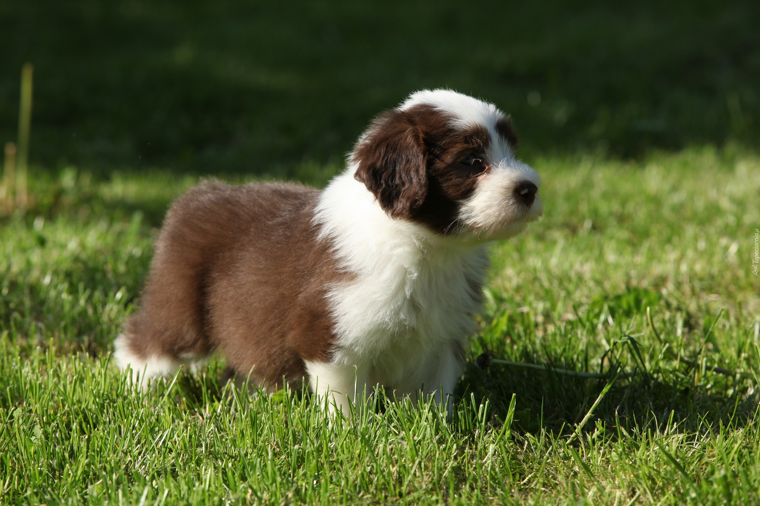 Bearded collie, Szczeniak, Trawa